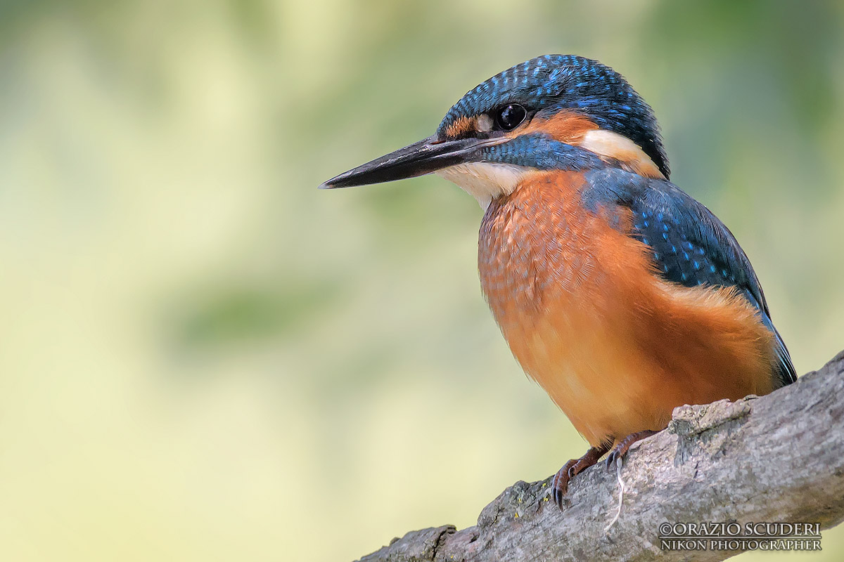 Alcedo atthis