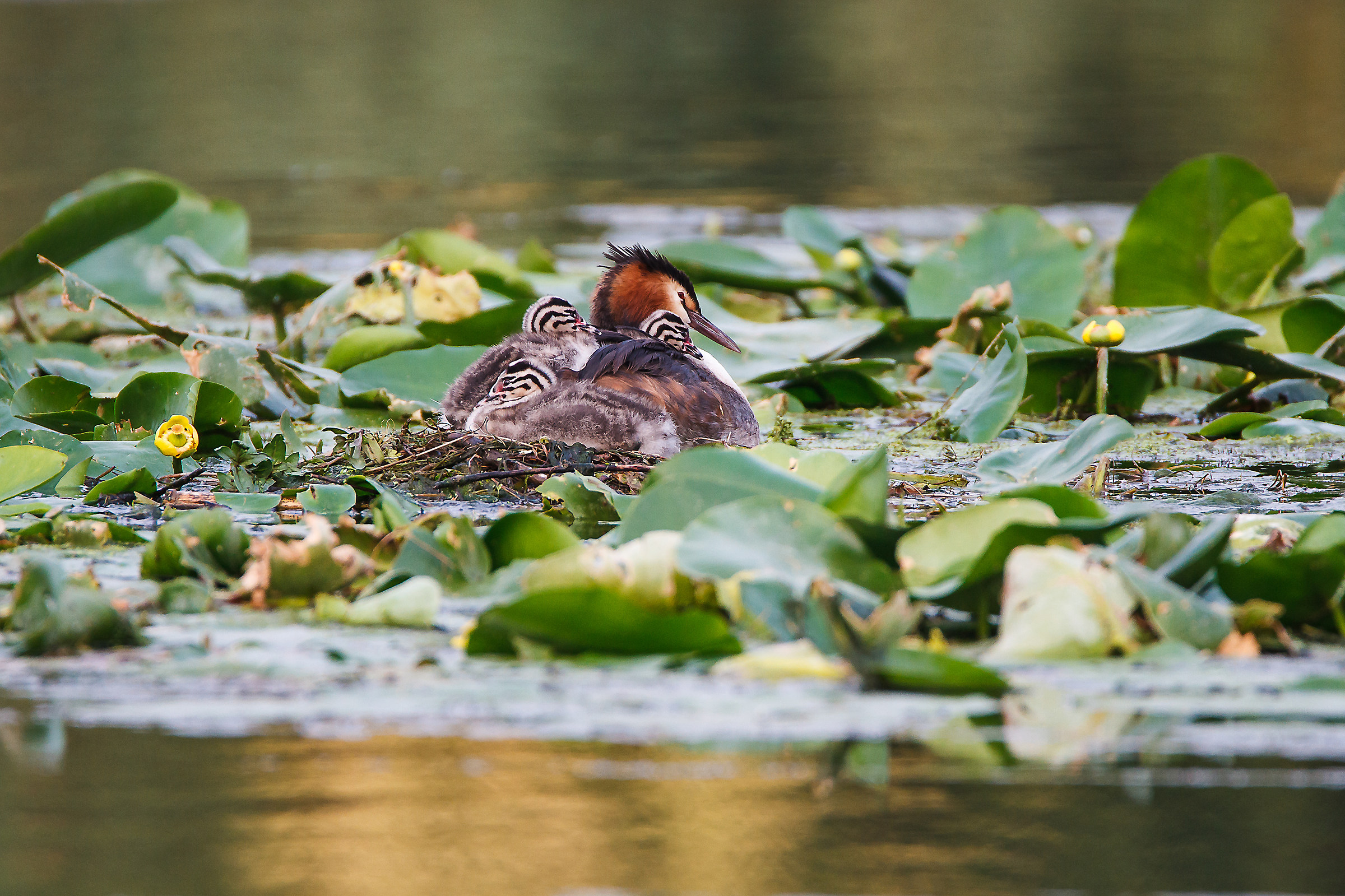 Major Grebe with Offspring