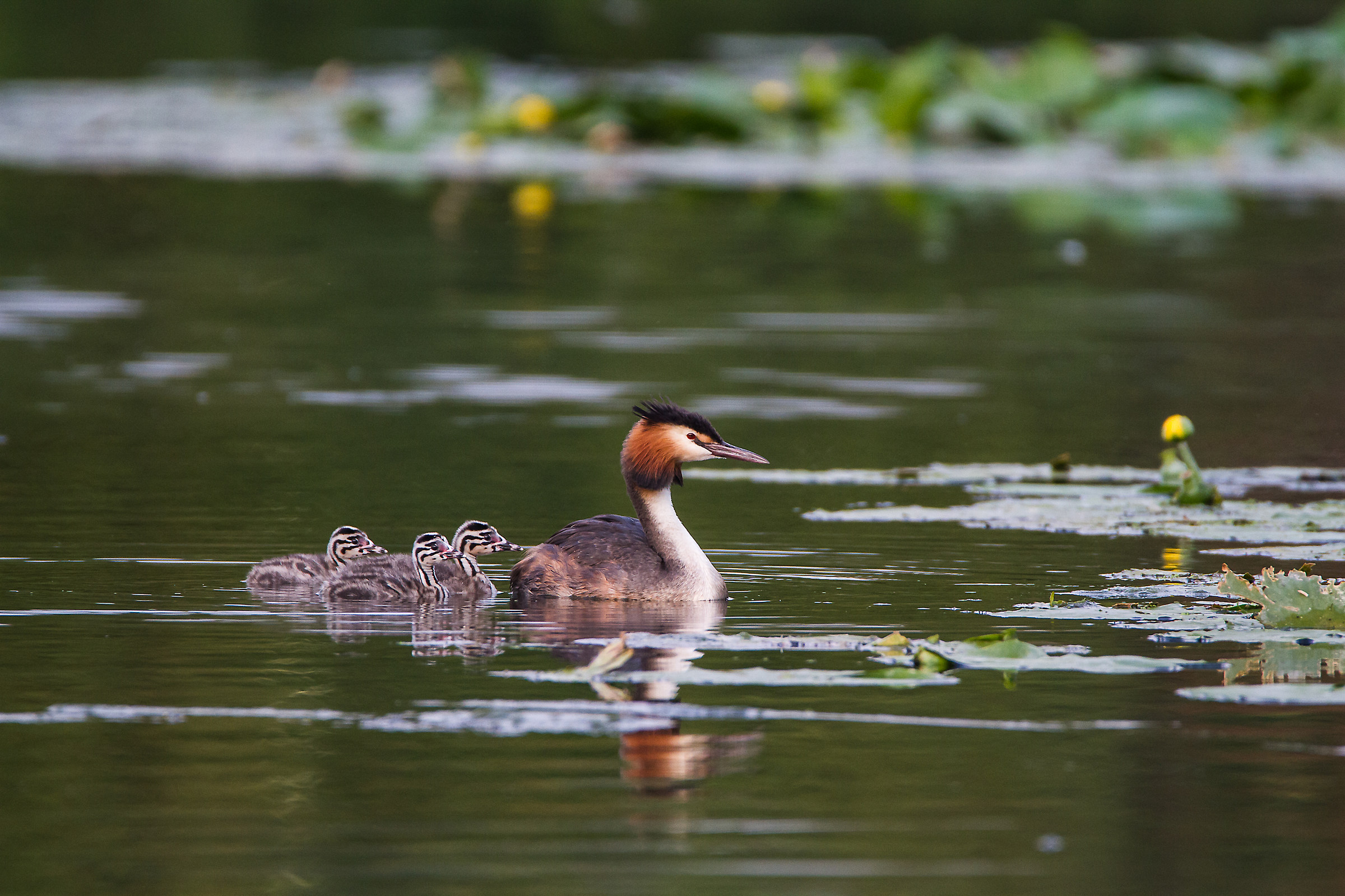Major Grebe with Offspring