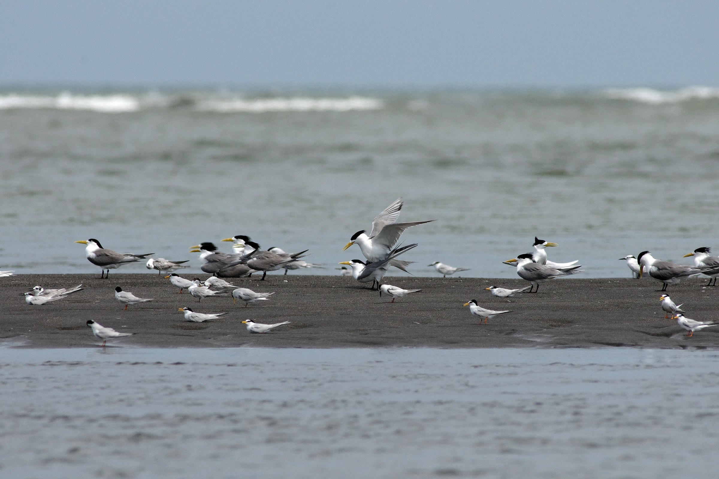 Great Crested Tern