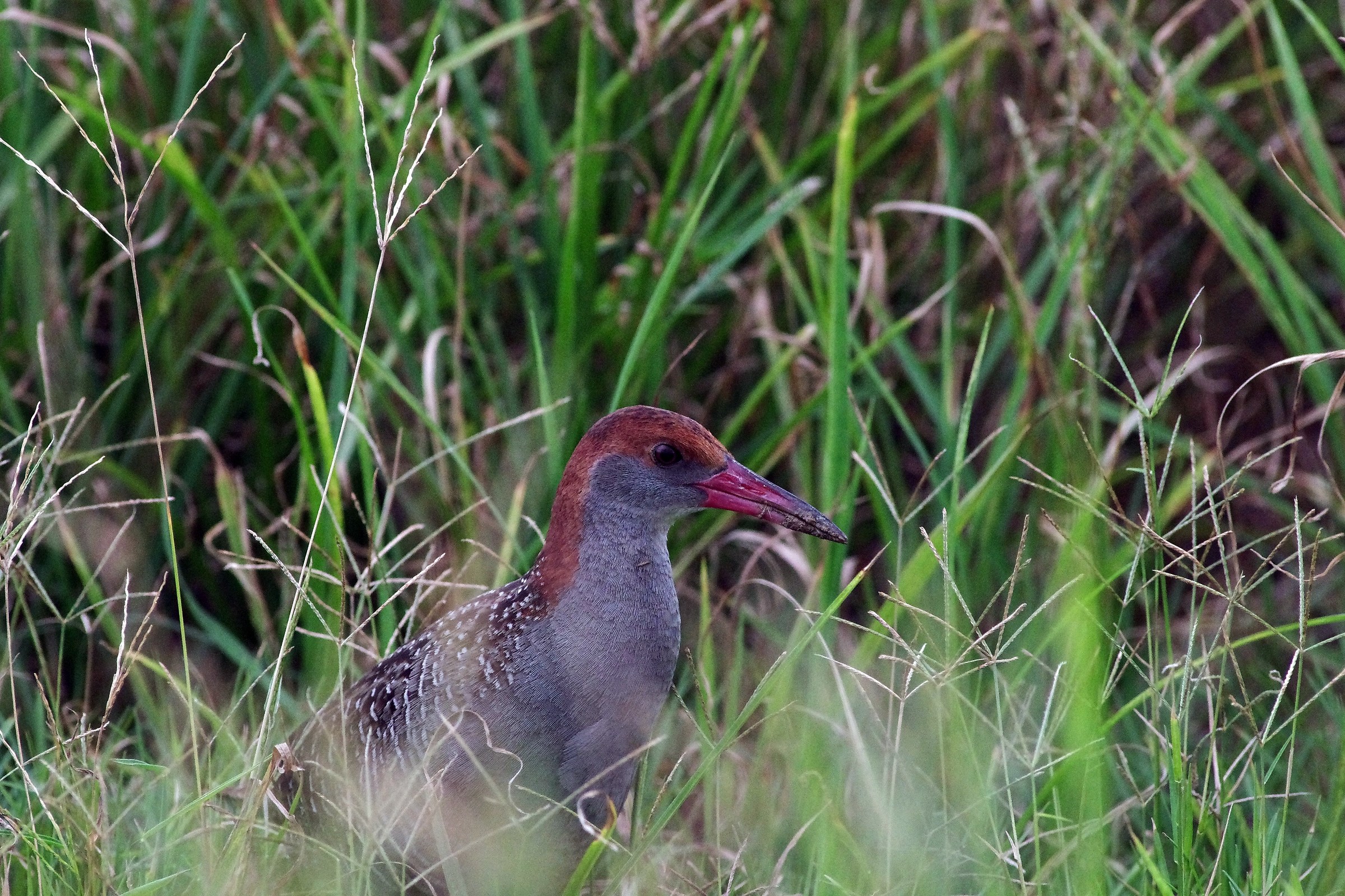 Slaty-breasted Rail