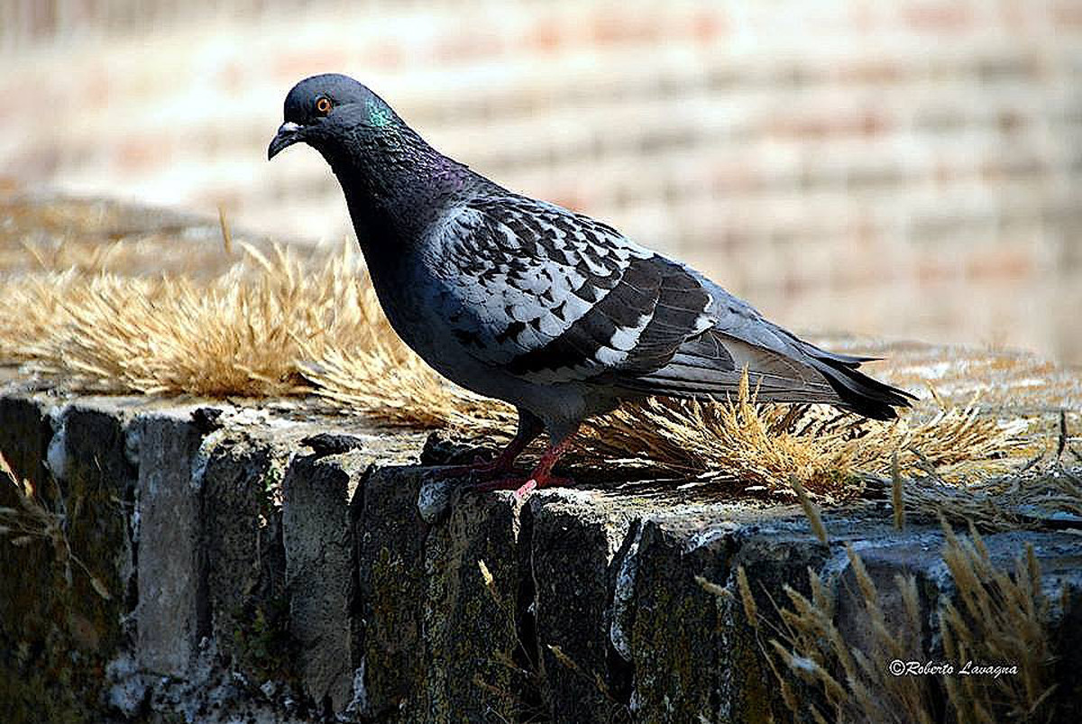 Pigeon