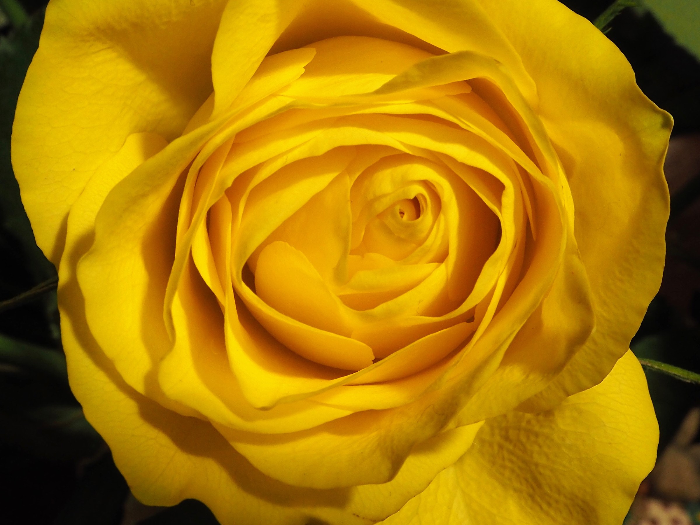 Yellow rose 1