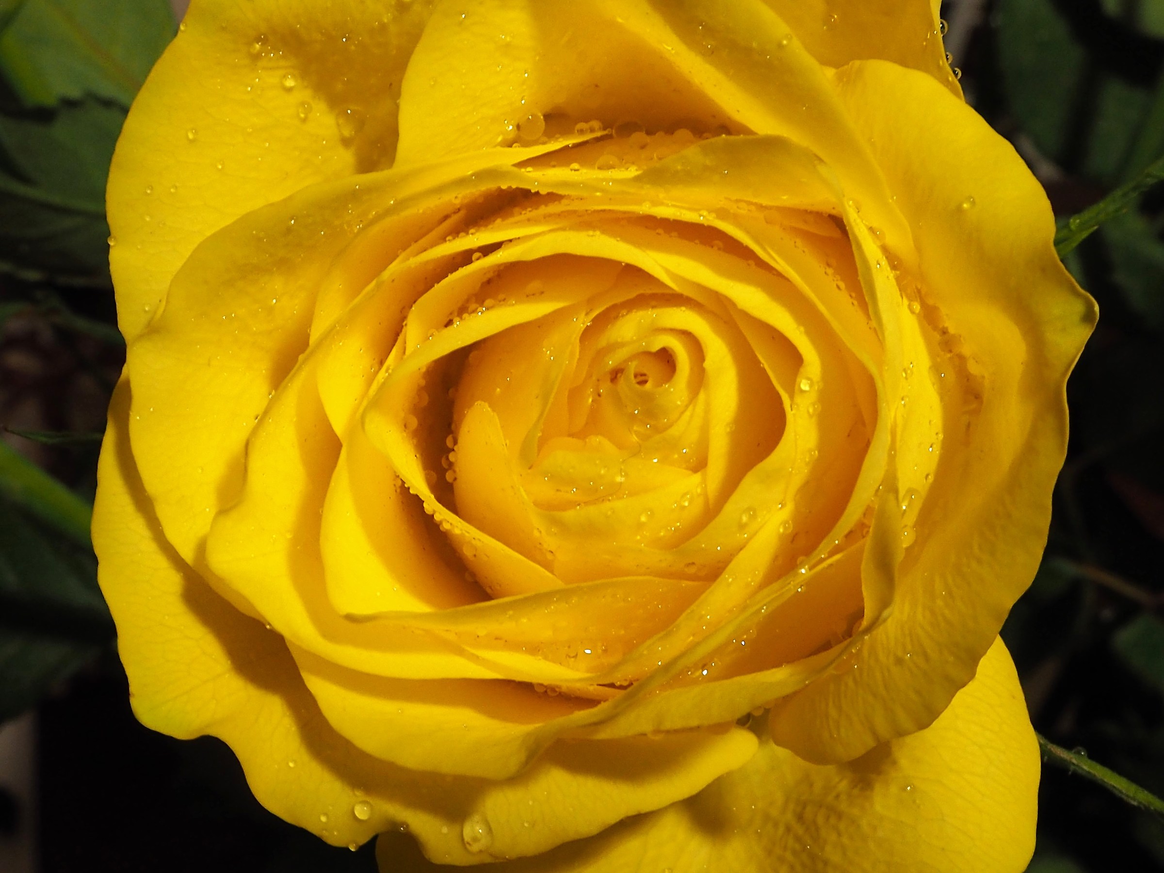 Yellow Rose Drops