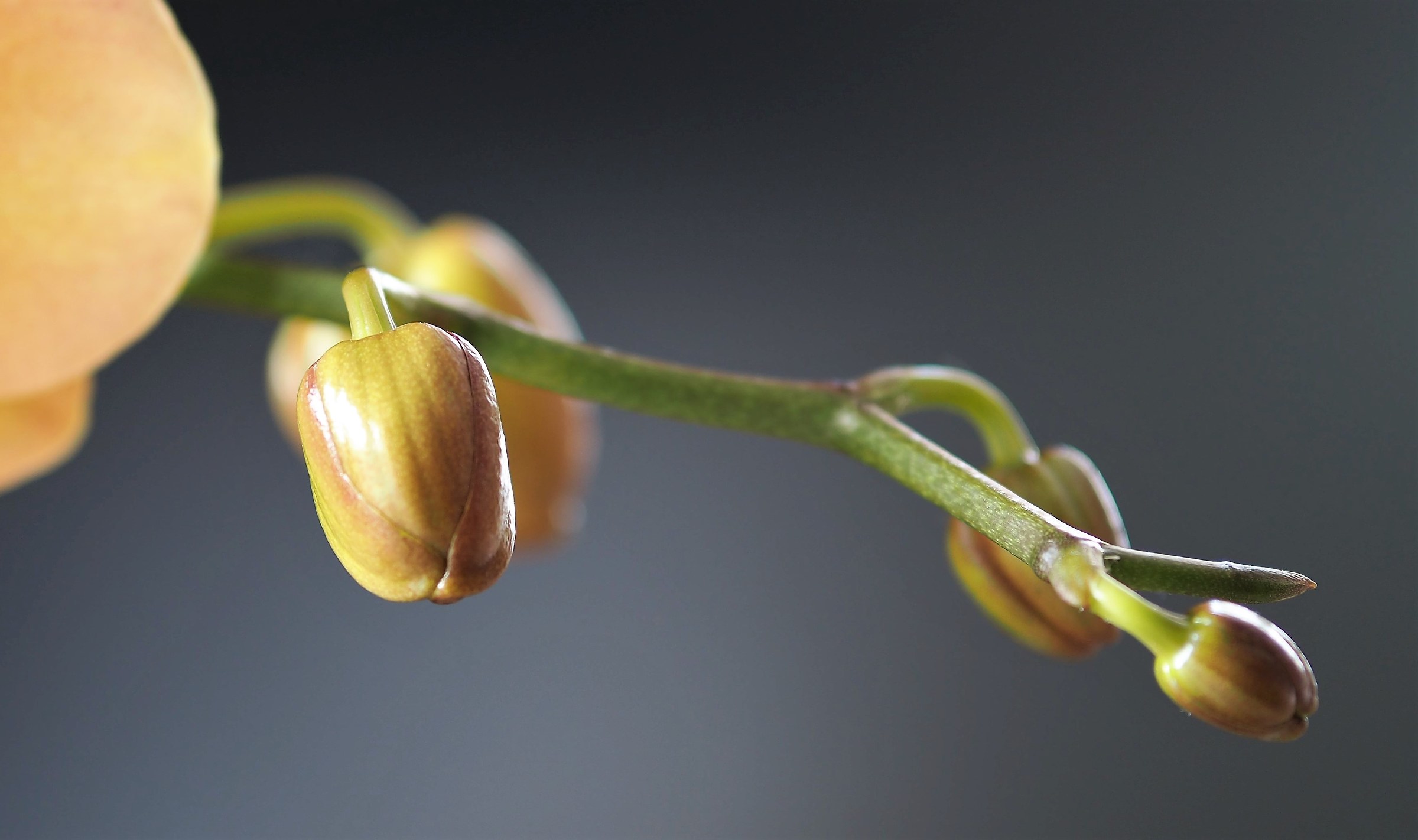 Orchid Buds