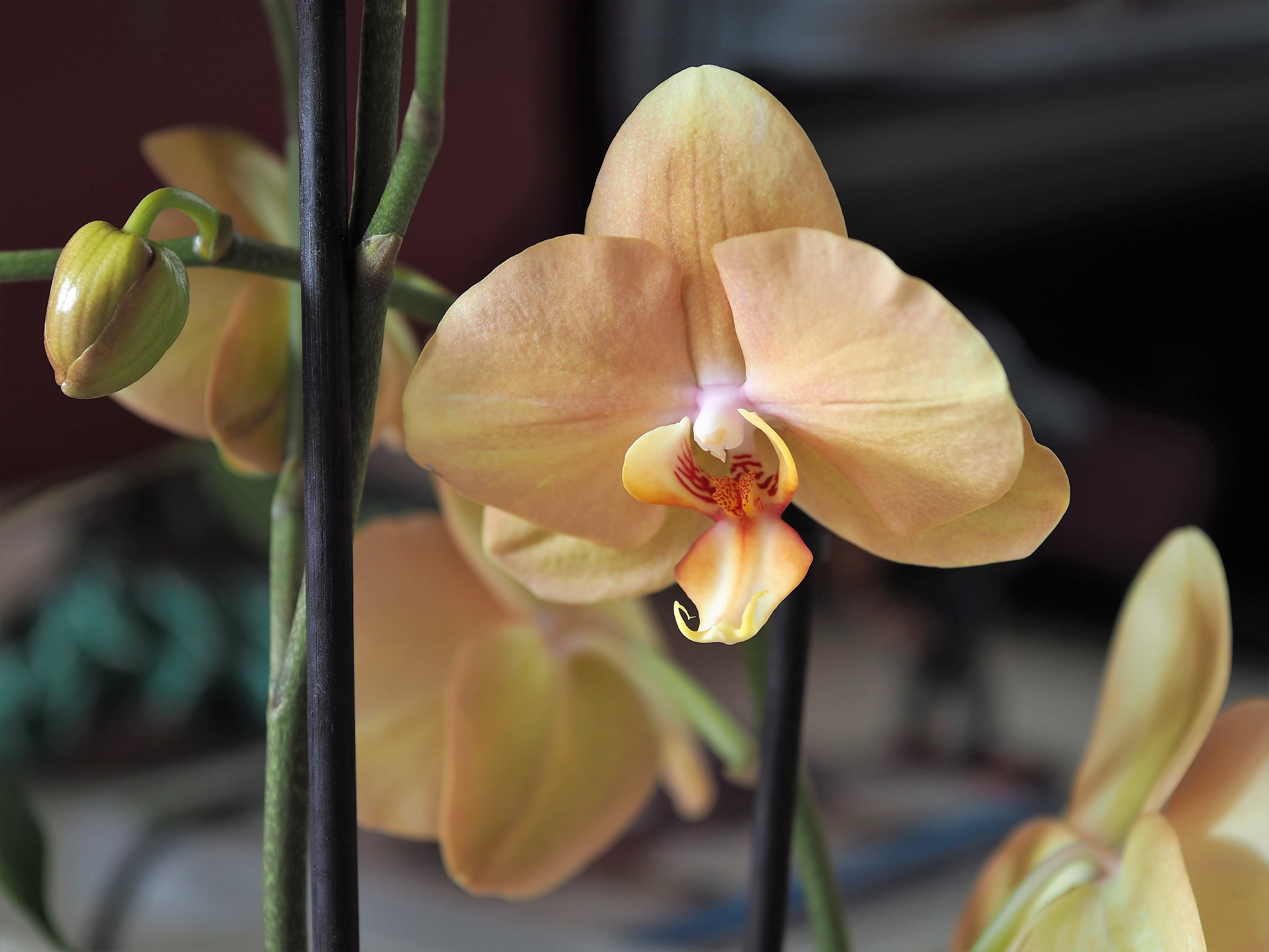 Orchids 1
