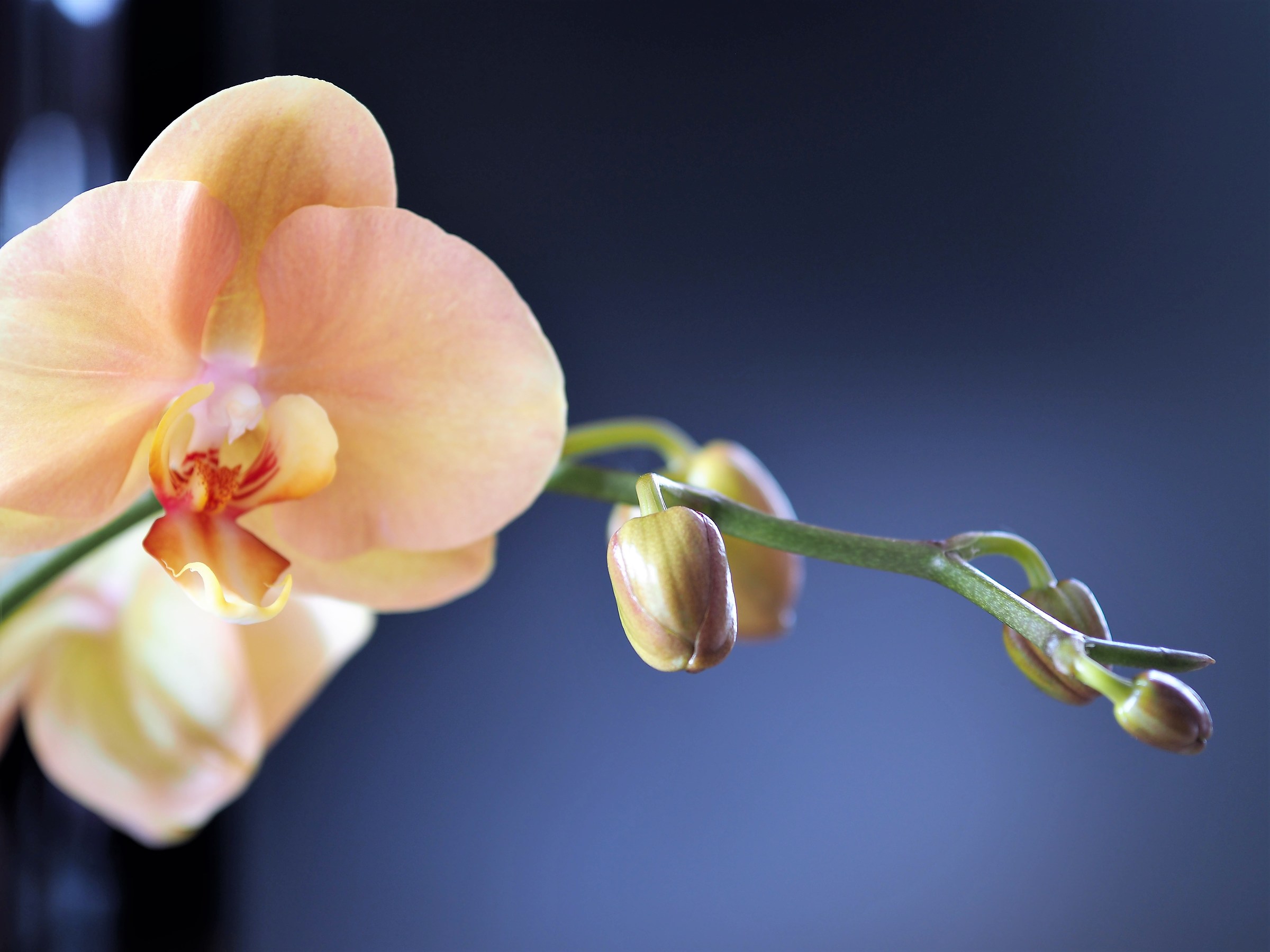 Orchids 2
