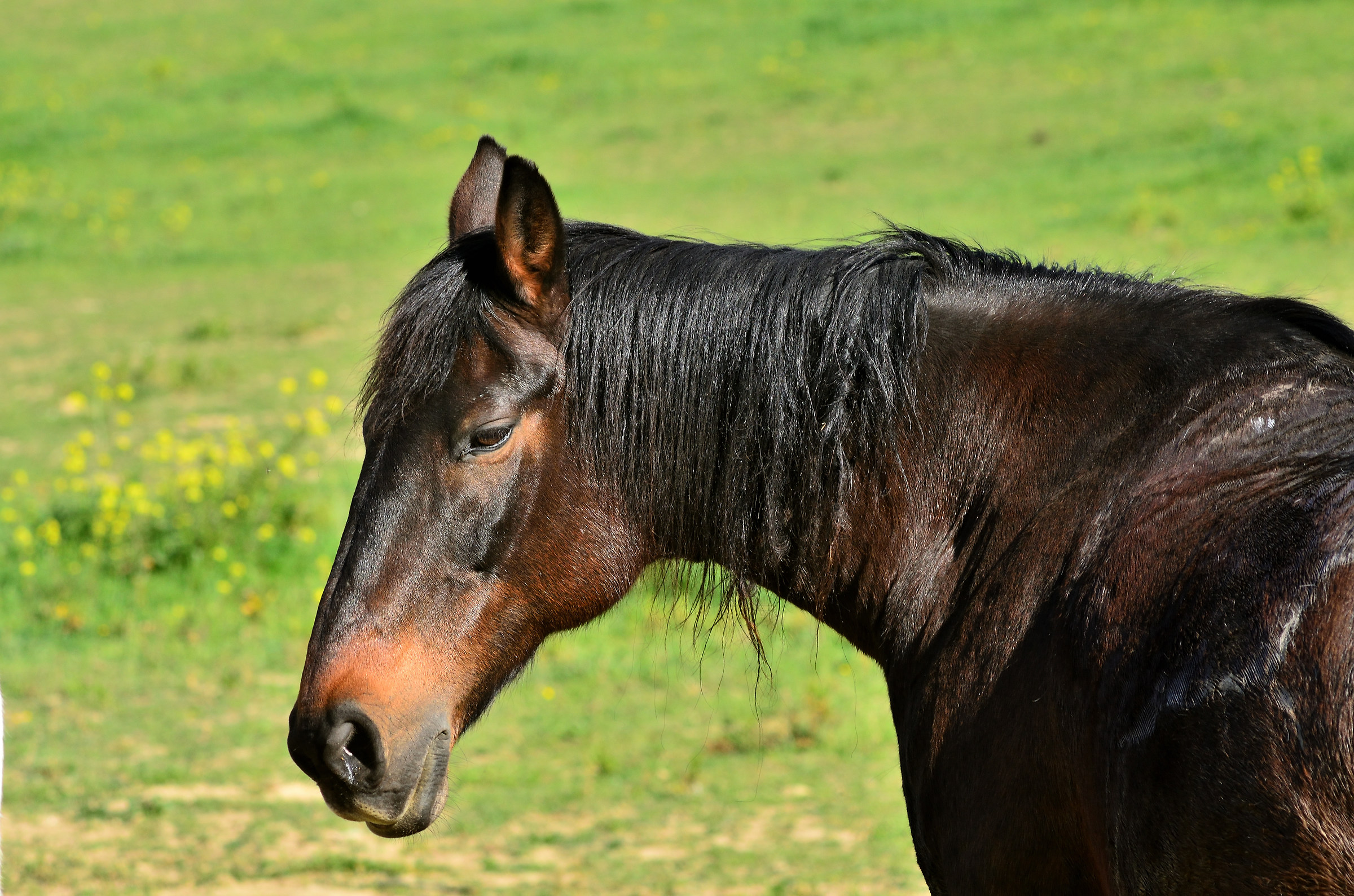 Cavallo al pascolo 1