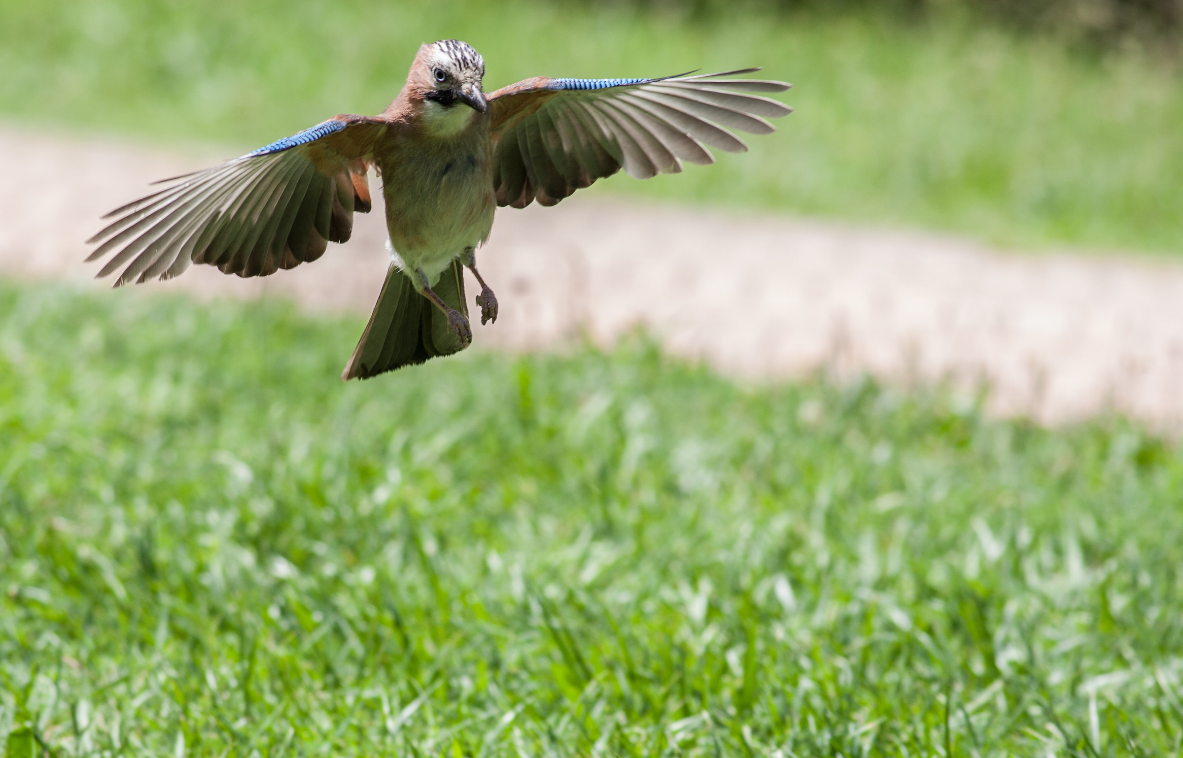 Arrivo della ghiandaia