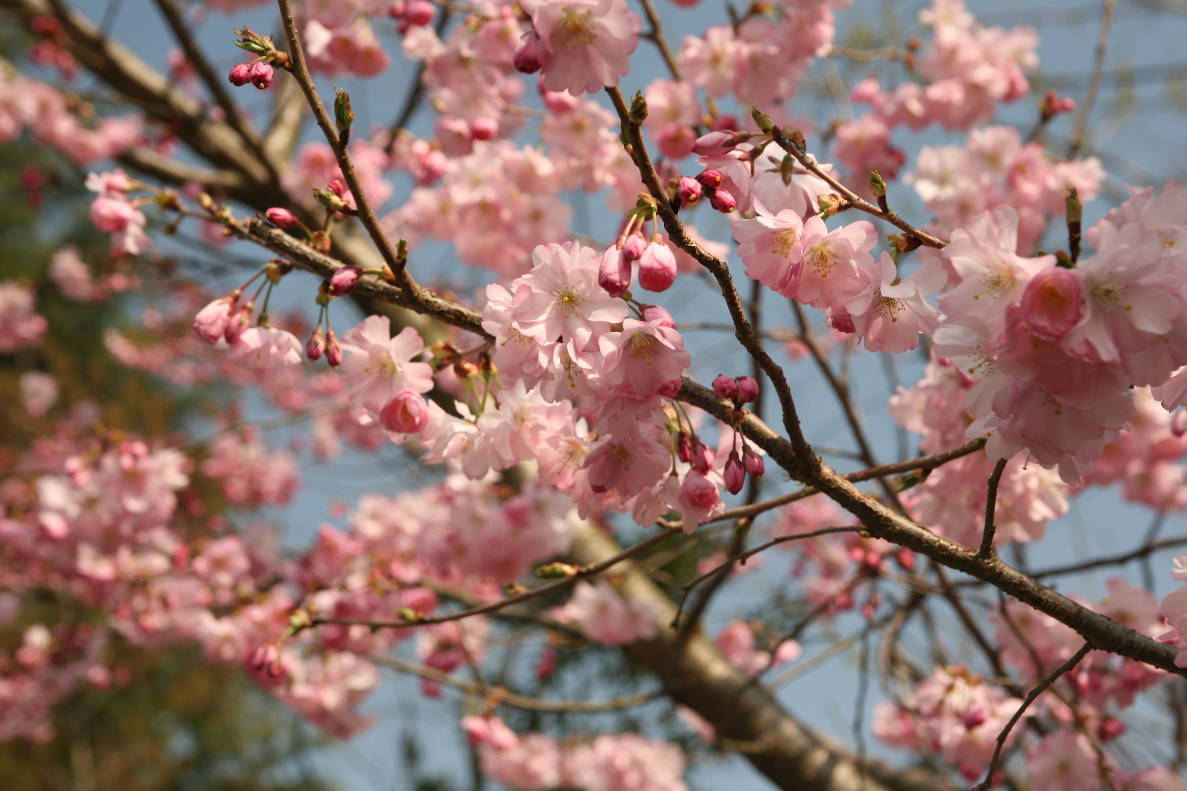 Pink flowers peach blossom.....