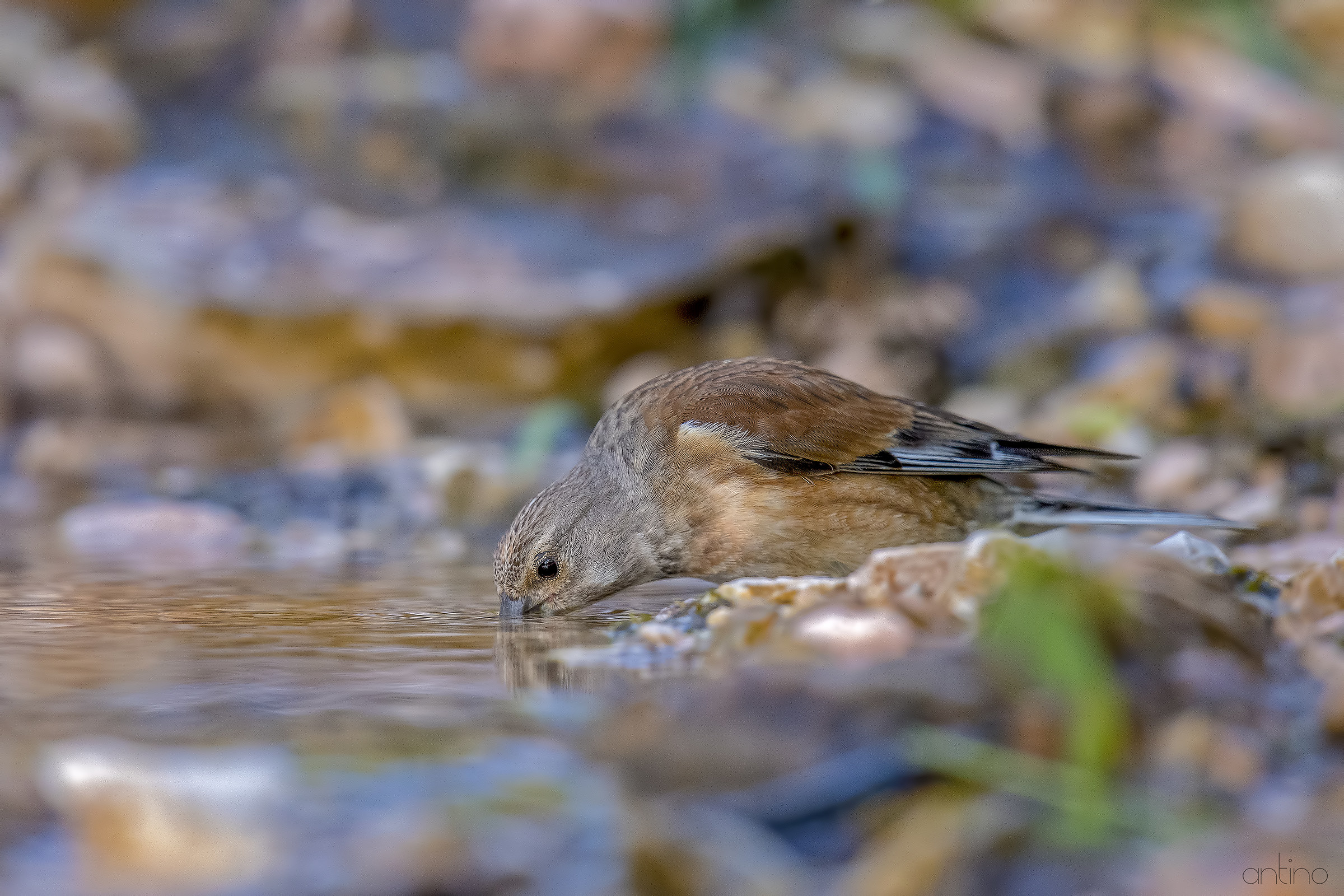 Linnet Female