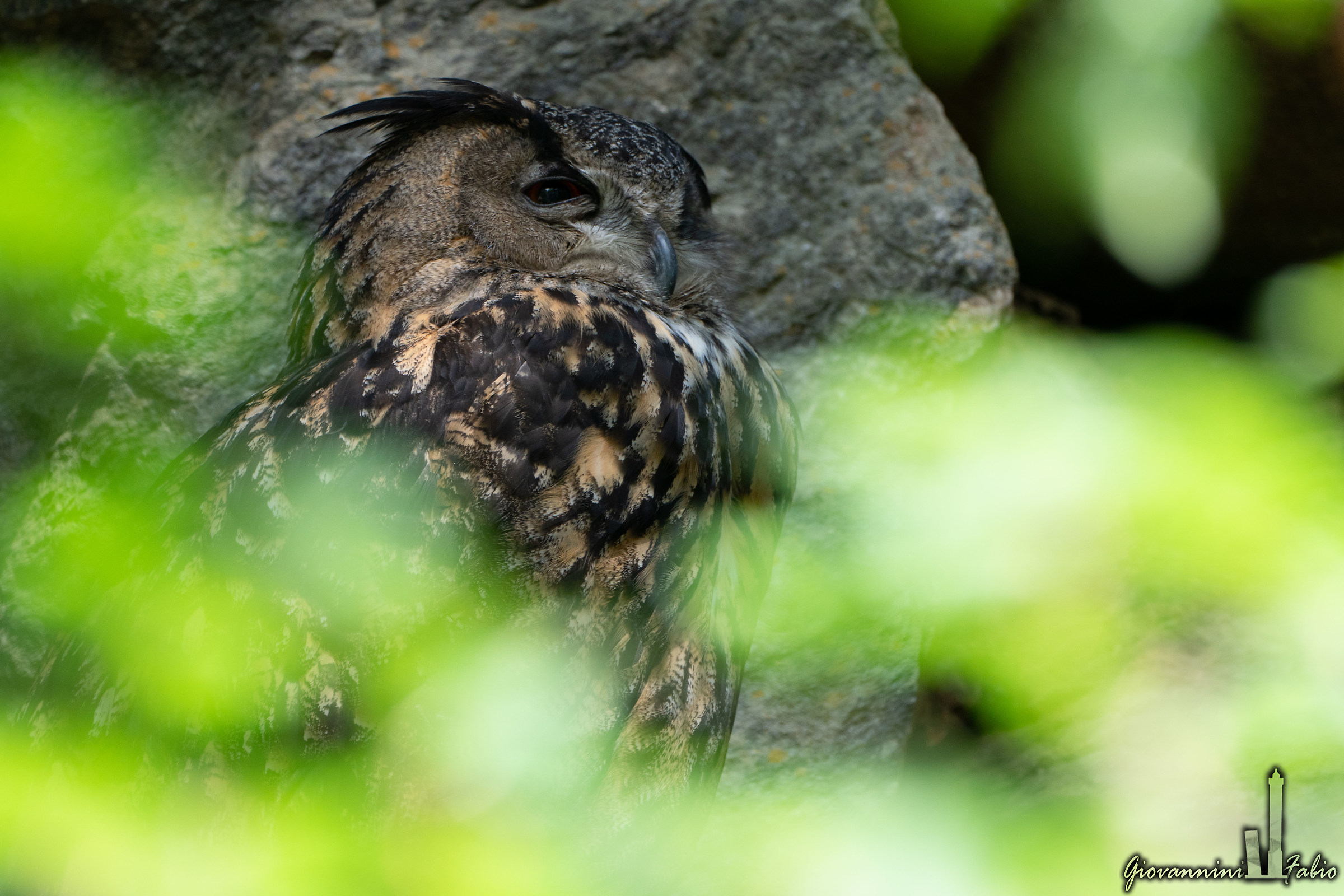 "Chest in the outside, belly in Dento"