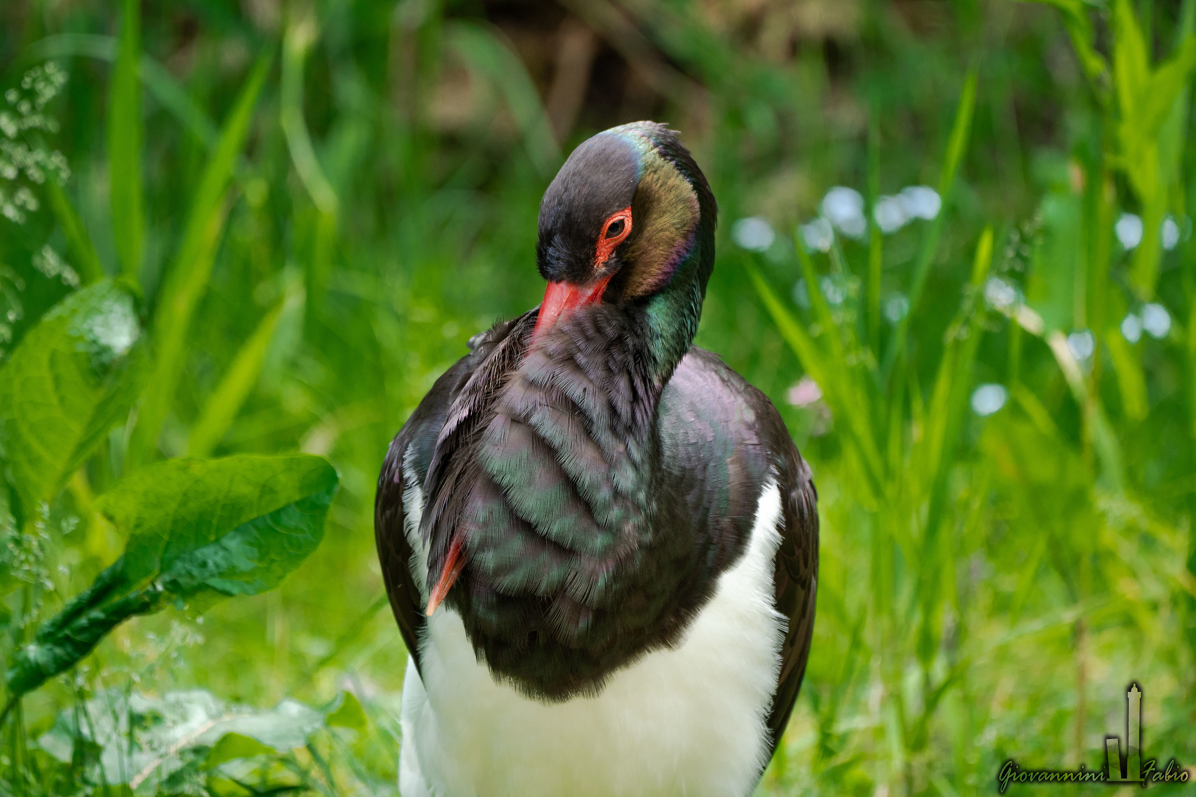 Black Stork