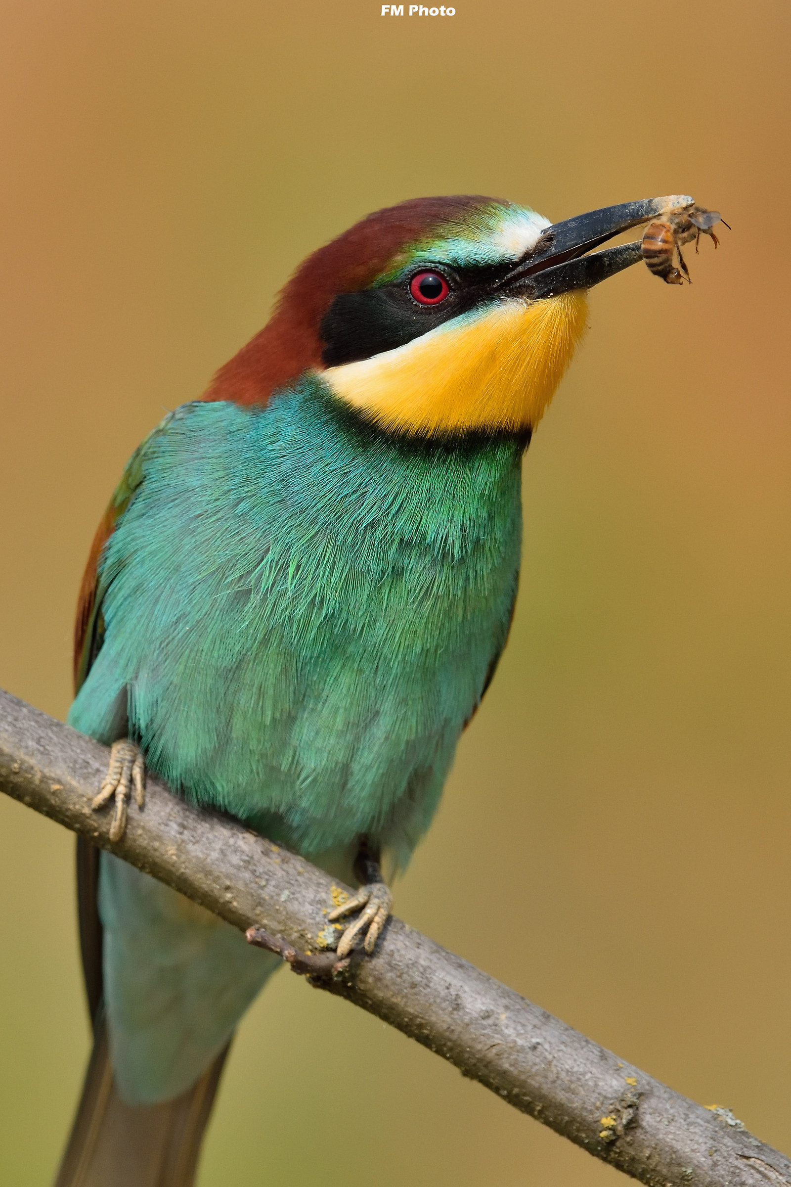 Il Gruccione e l'Ape