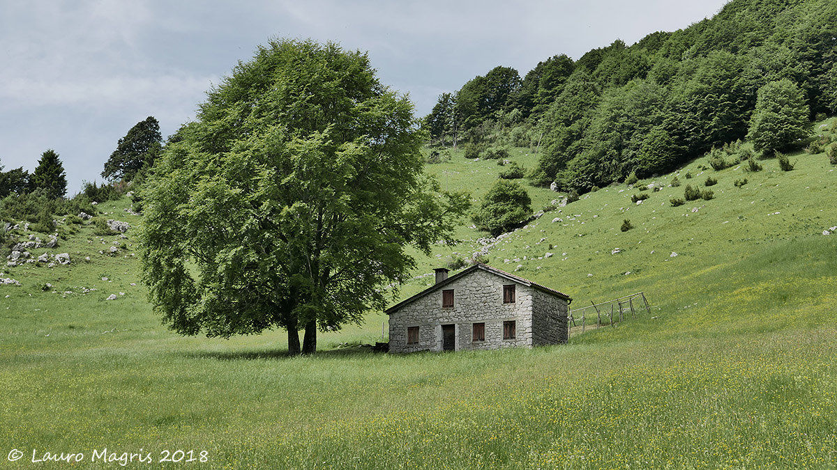 The house and the Green Giant