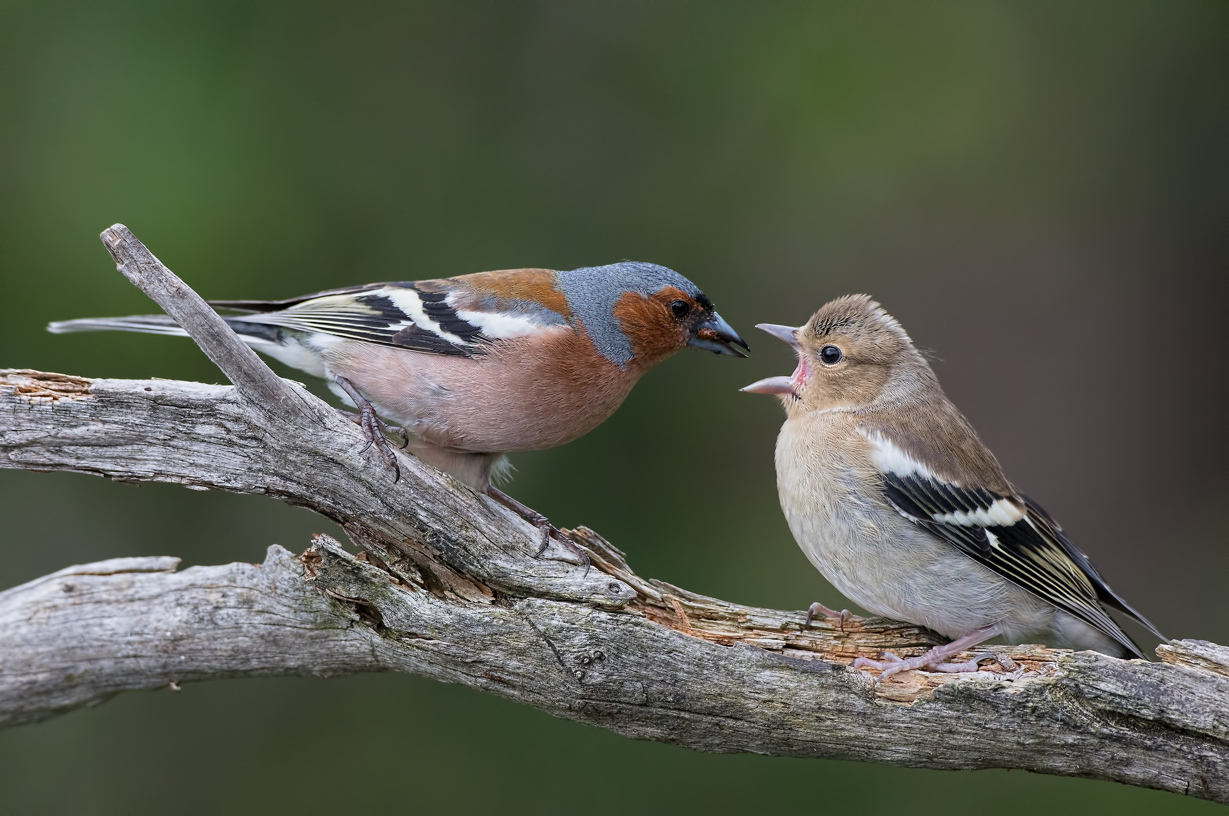 Fringuelli: imbeccata.