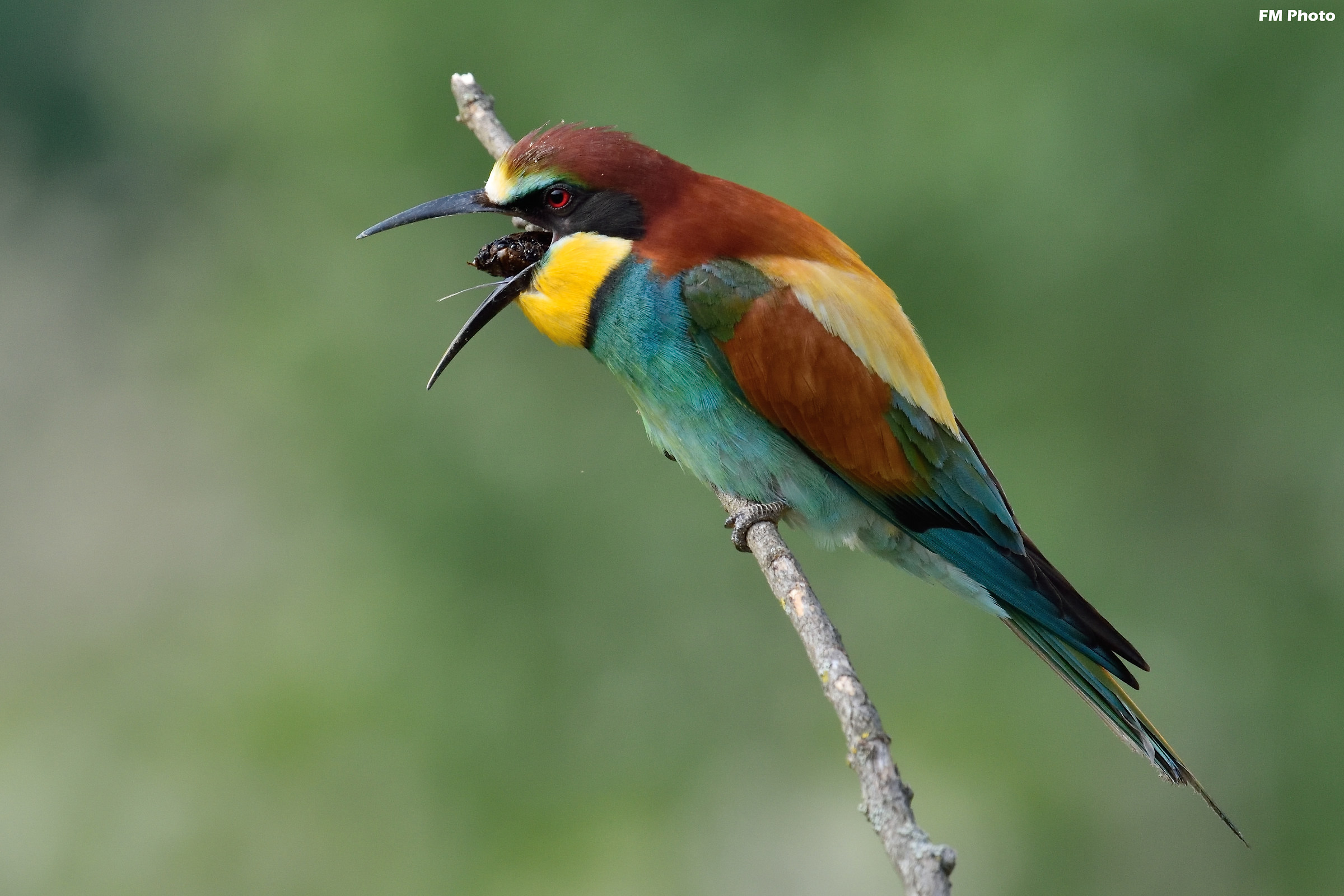 Espulsione della borra