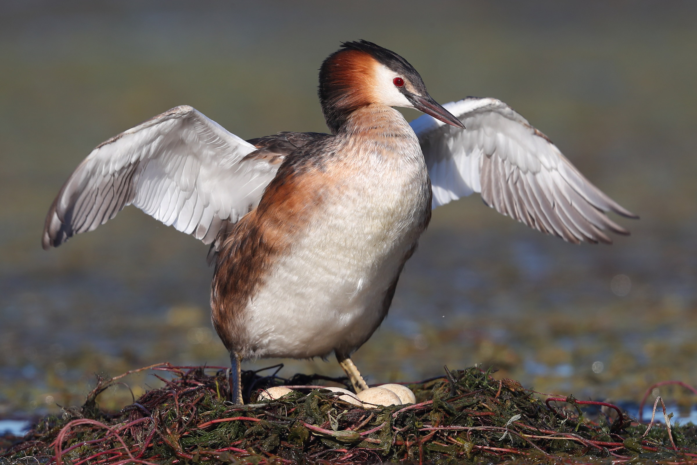 Grebe Fan