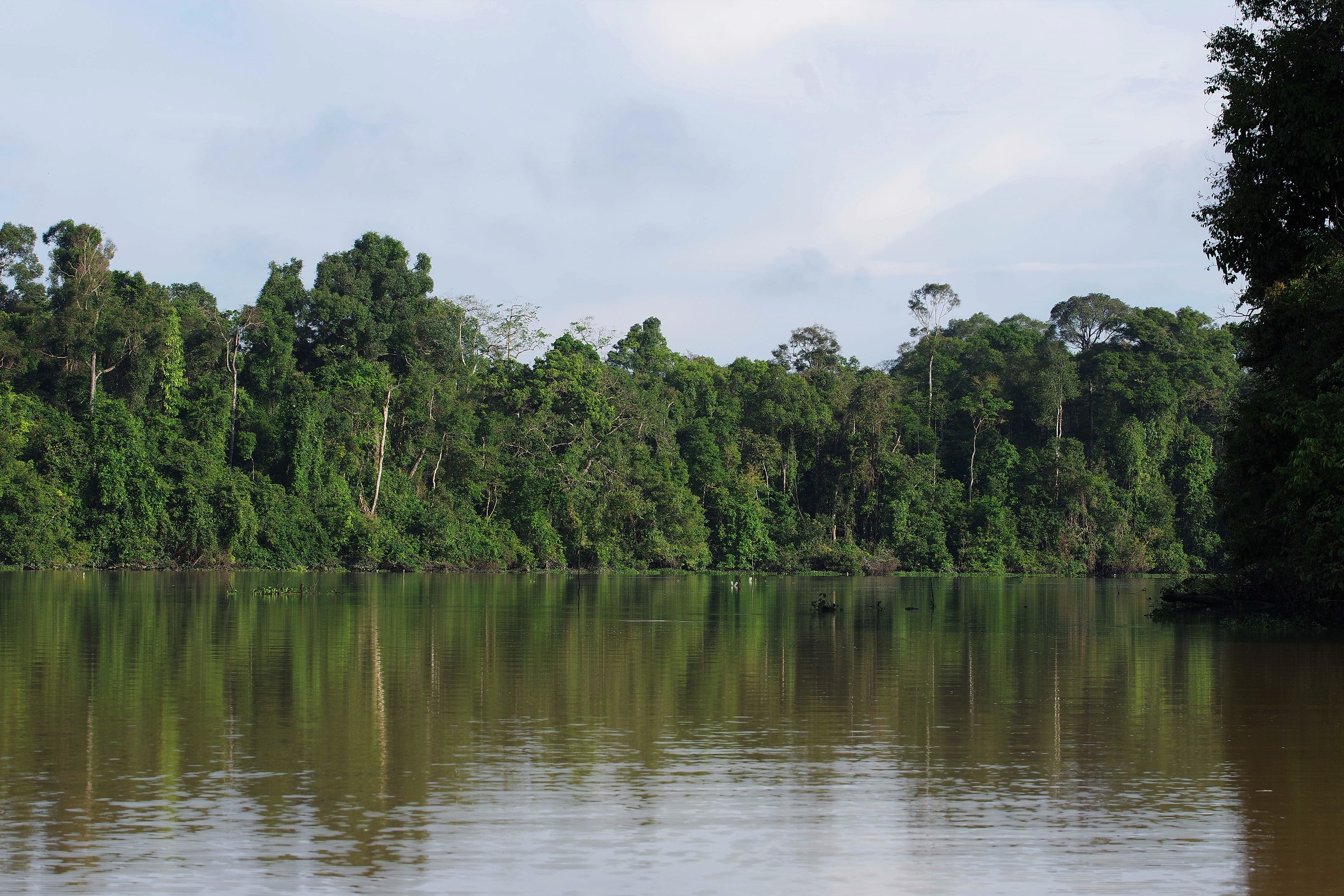 Kinabatangan River