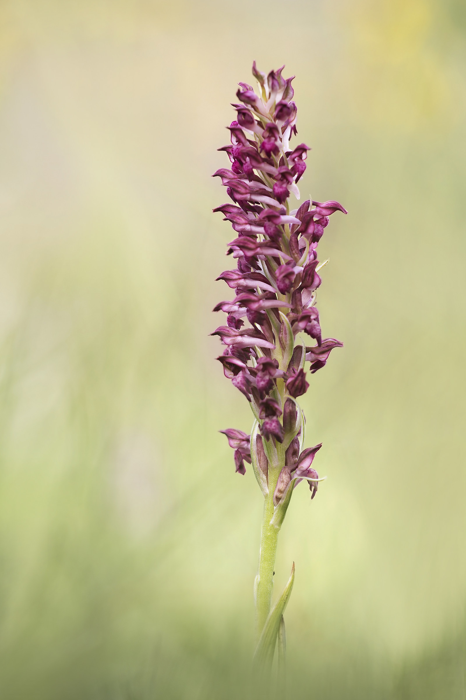 Anacamptis Coriophora