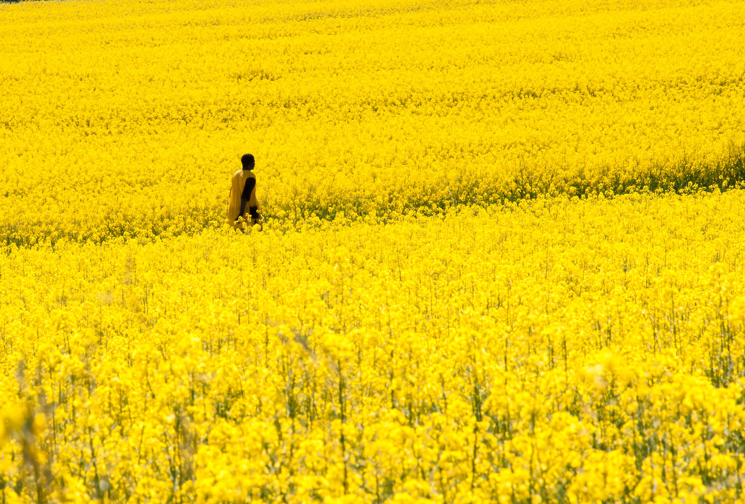 Mimetismo o desiderio d'integrazione?