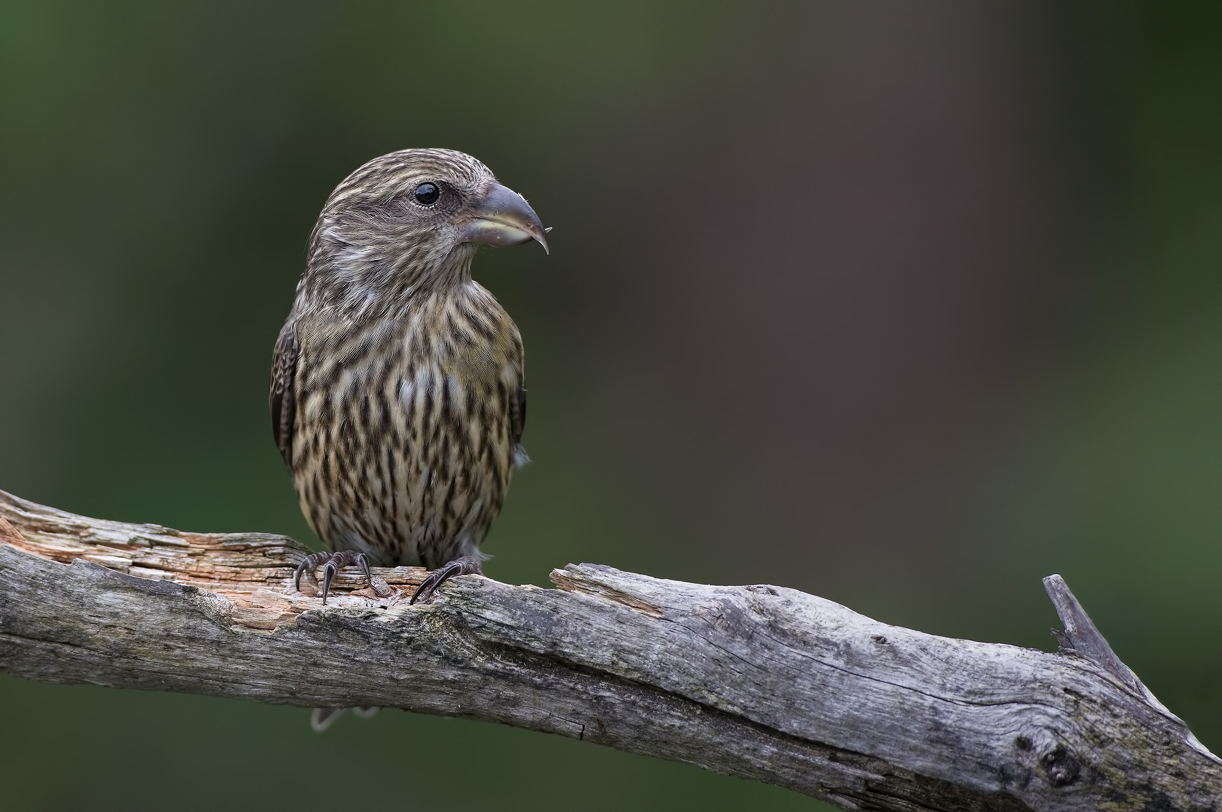 Crociere (Loxia curvirostra)