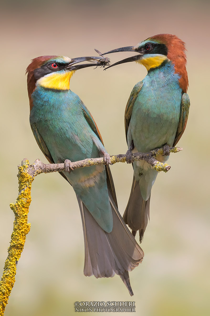 Merops apiaster