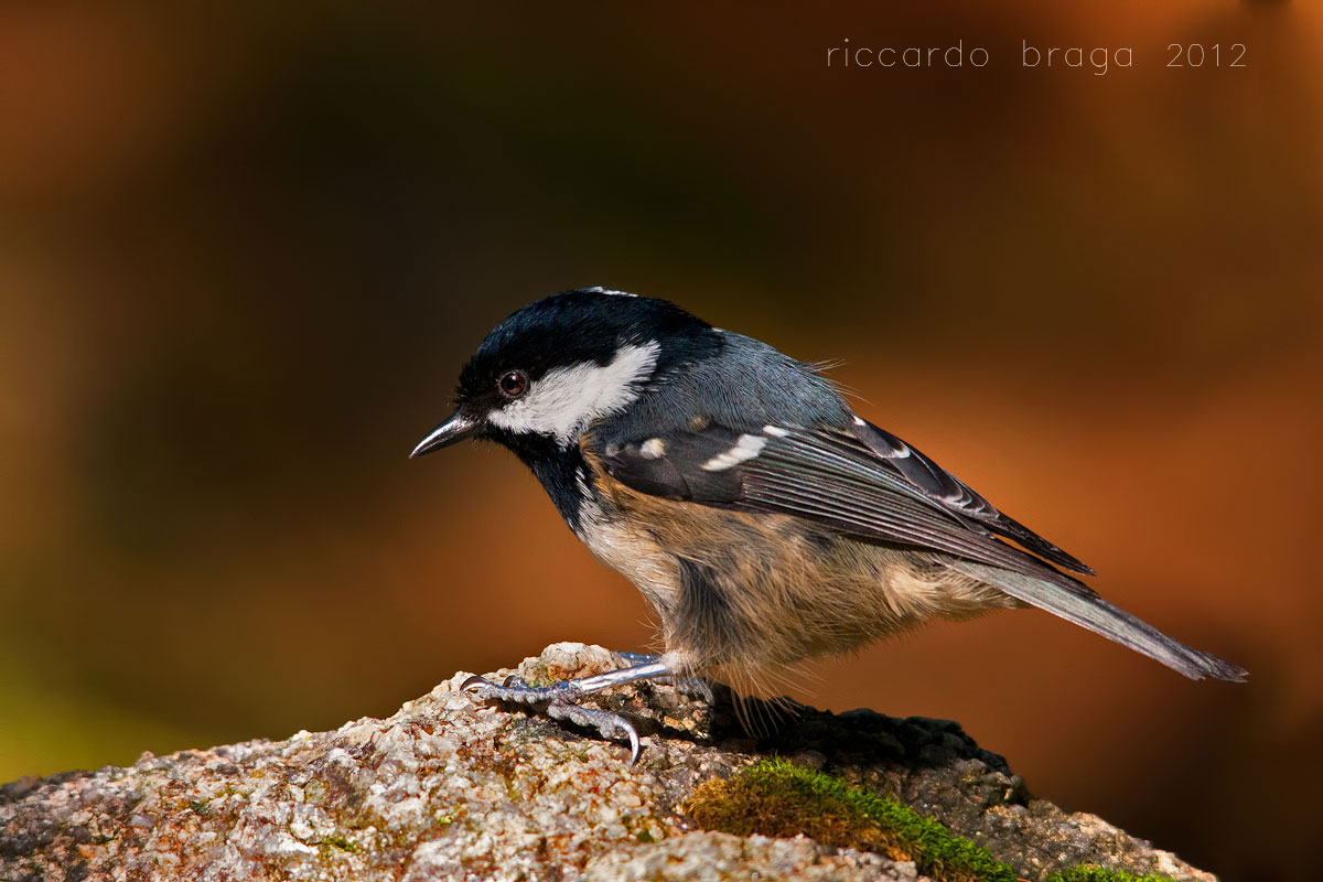 Coal Tit