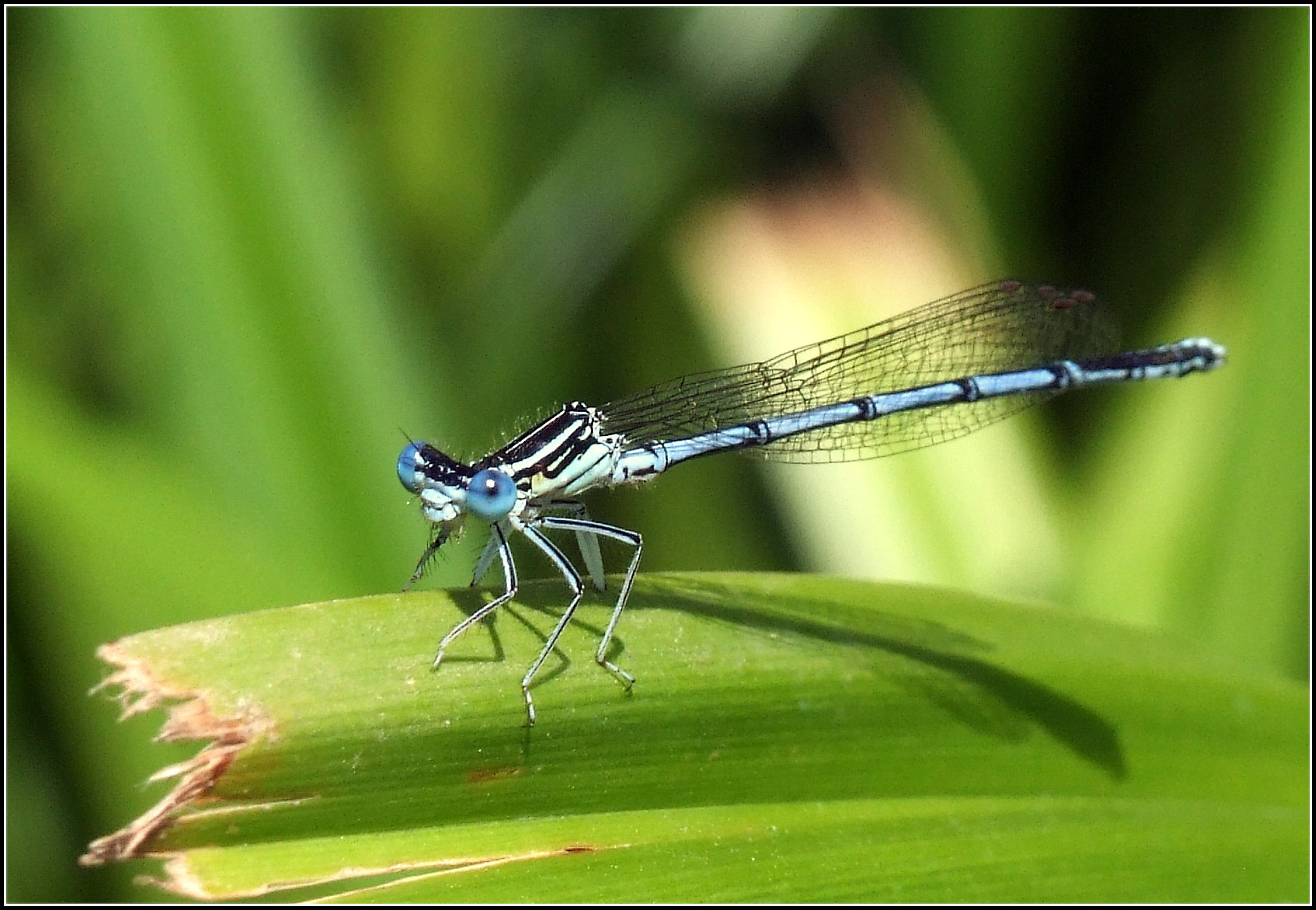 "Platycnemis pennipes" male