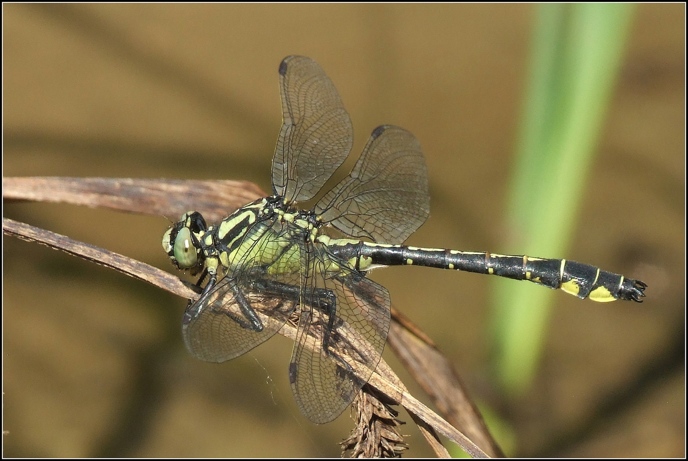 "Gomphus Vulatissimus" male