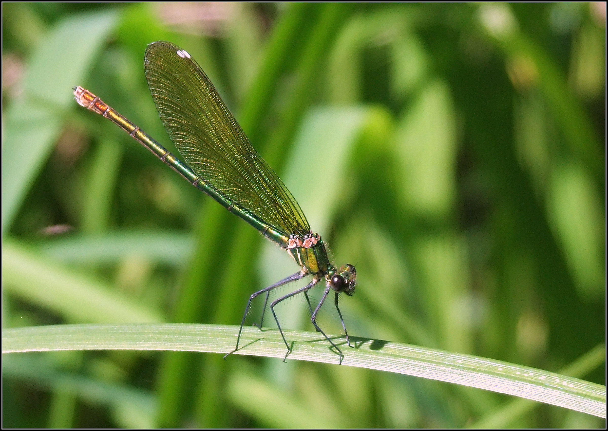 "Calopteryx Splendex" female