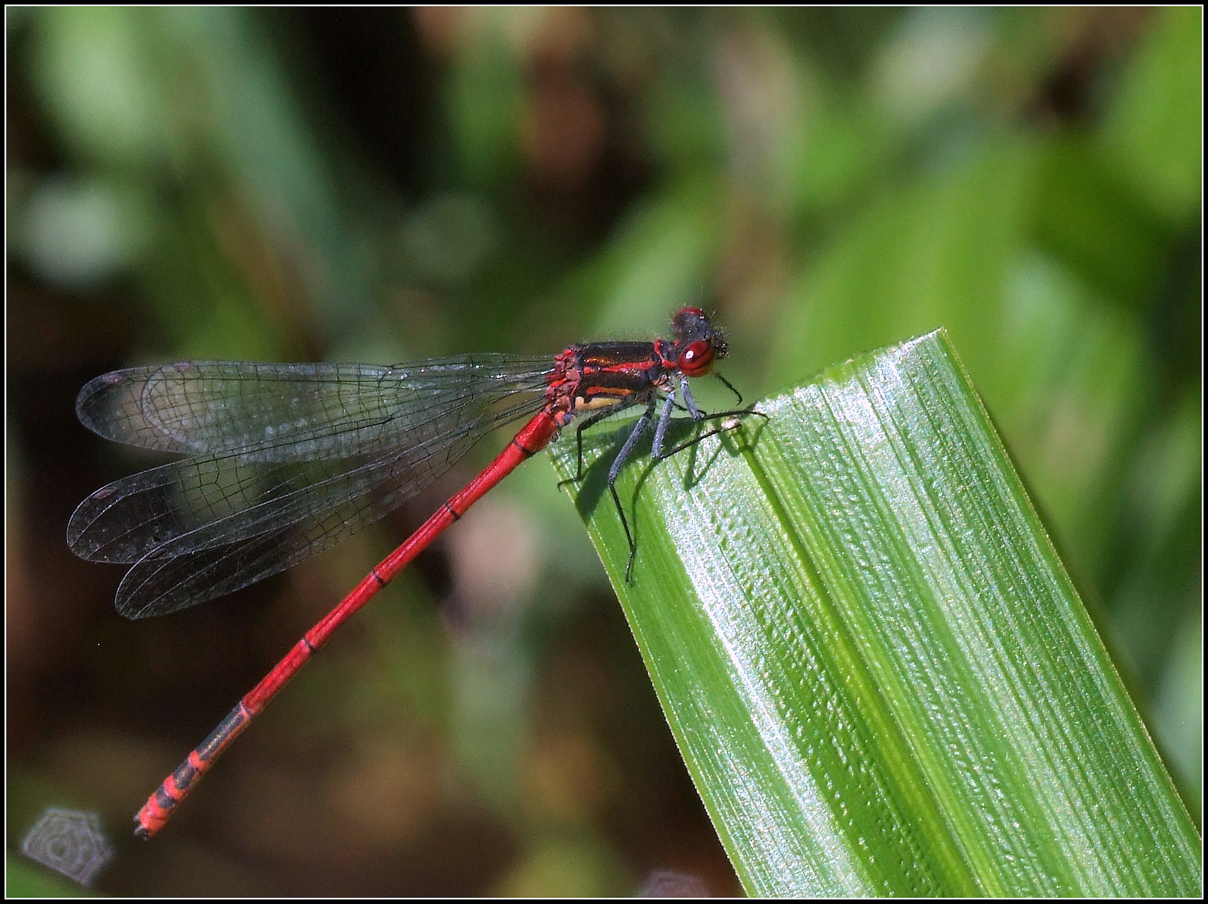 "Pyrrhosoma Nymphula" male