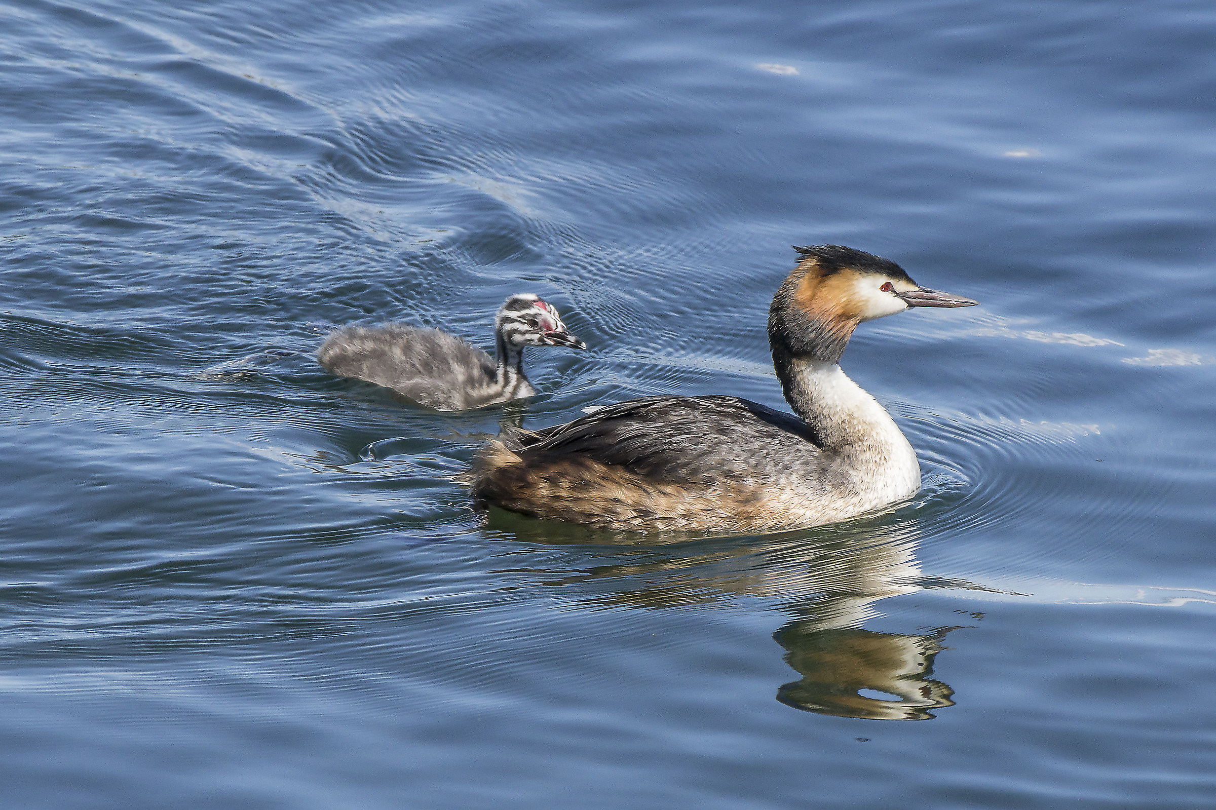 Svassso con pulcino - 1