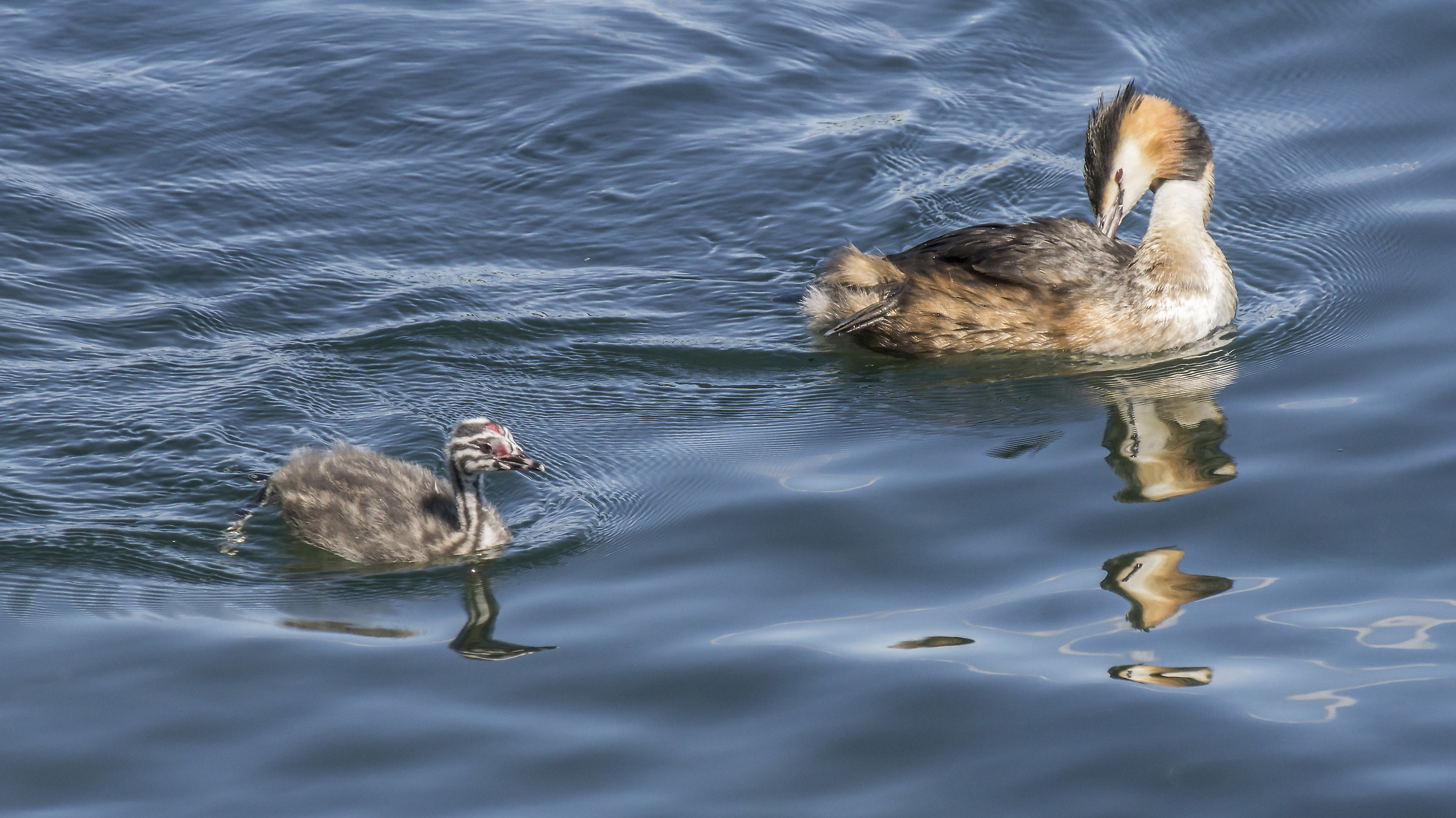 Svassso with Chick-2