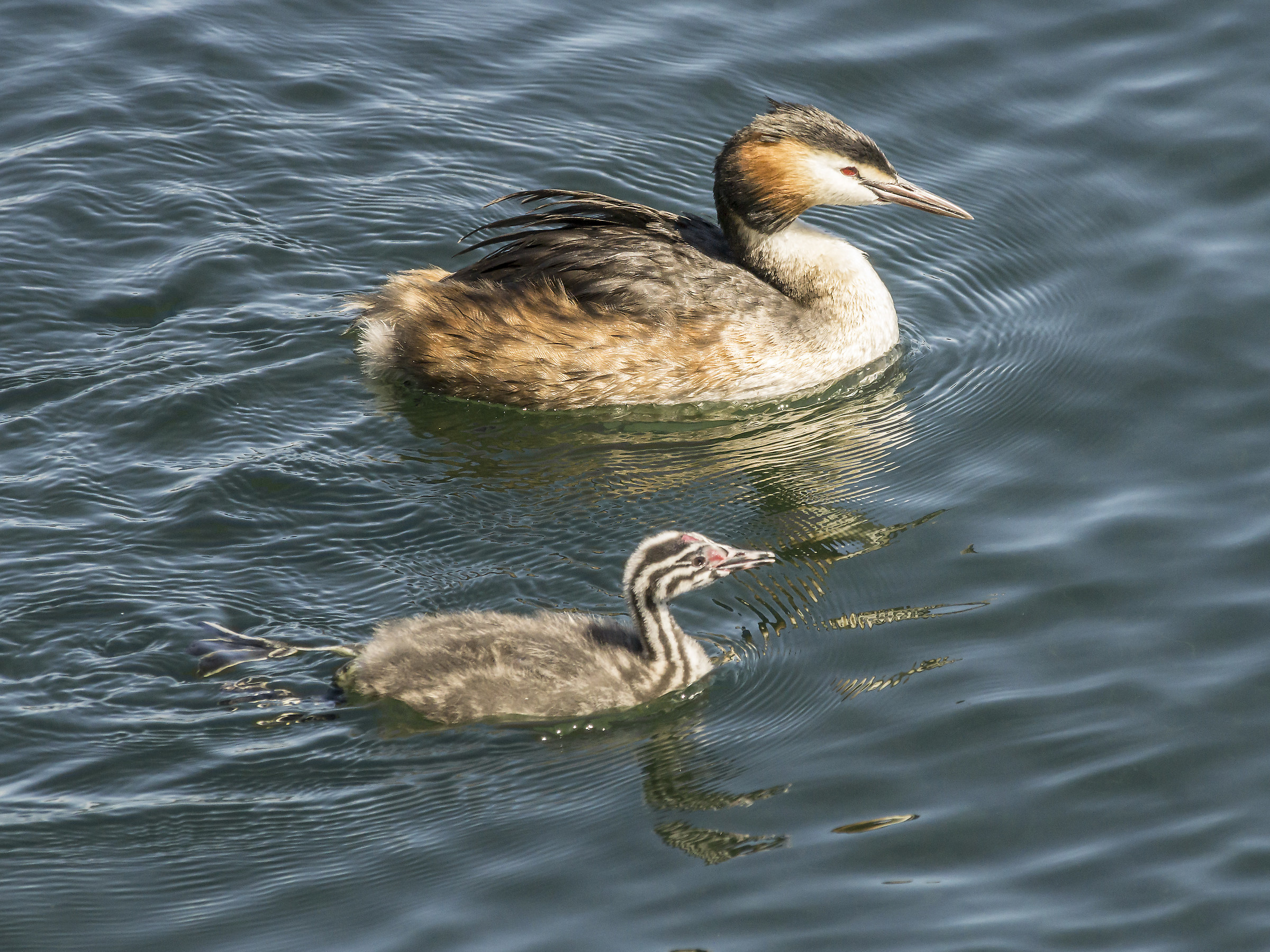 Svassso with Chick-3