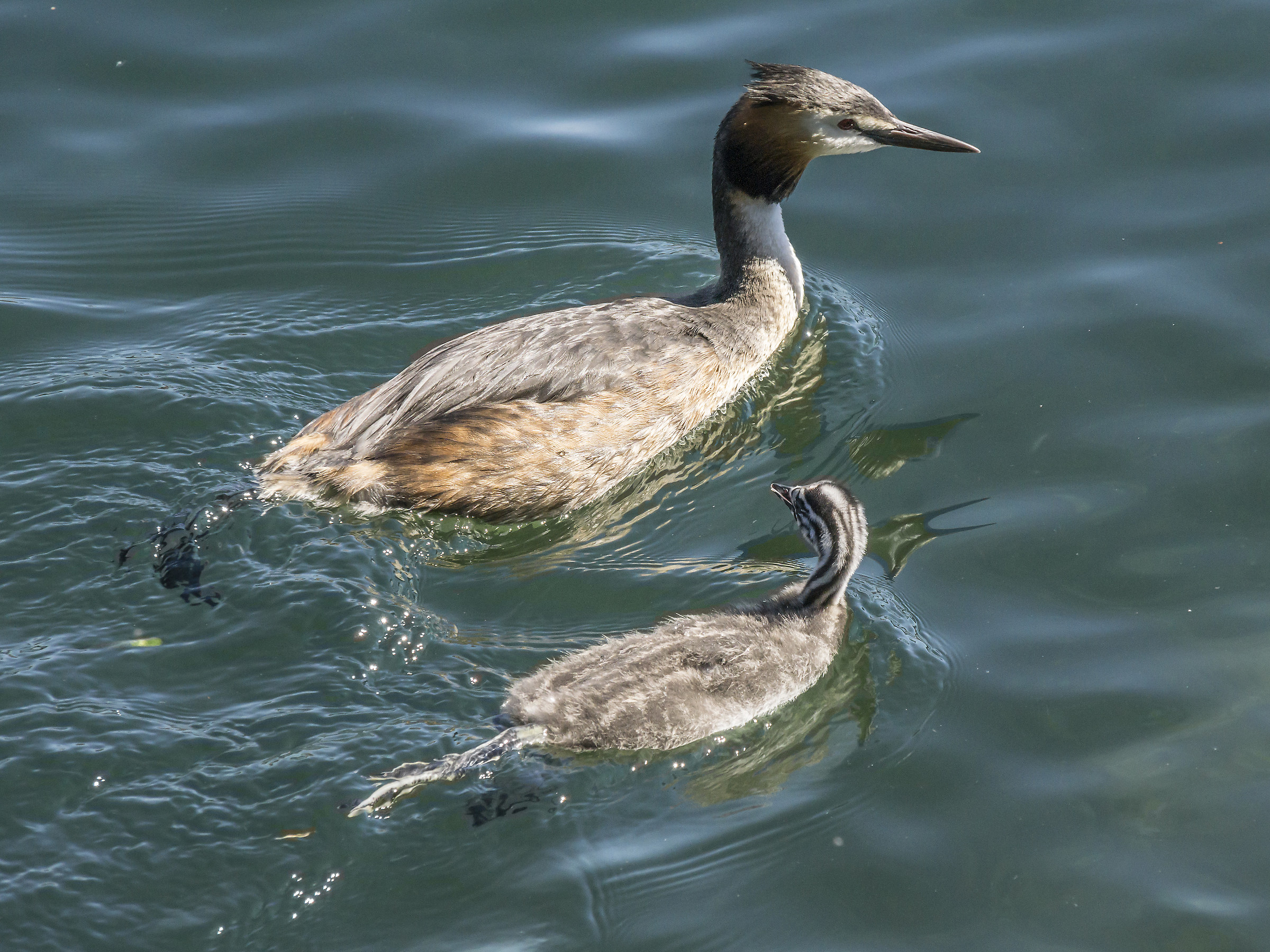 Svassso with Chick-4