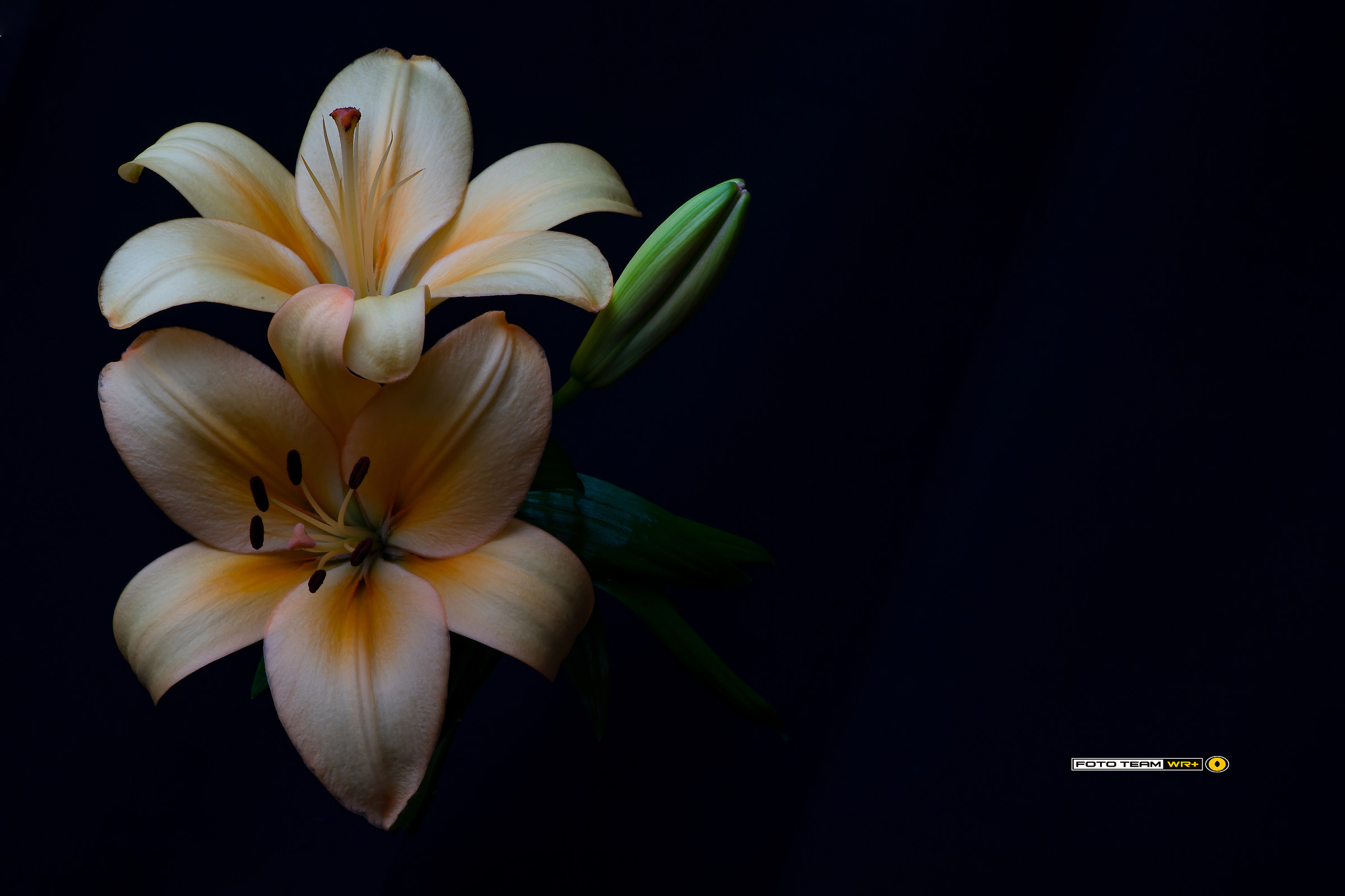 Lilium