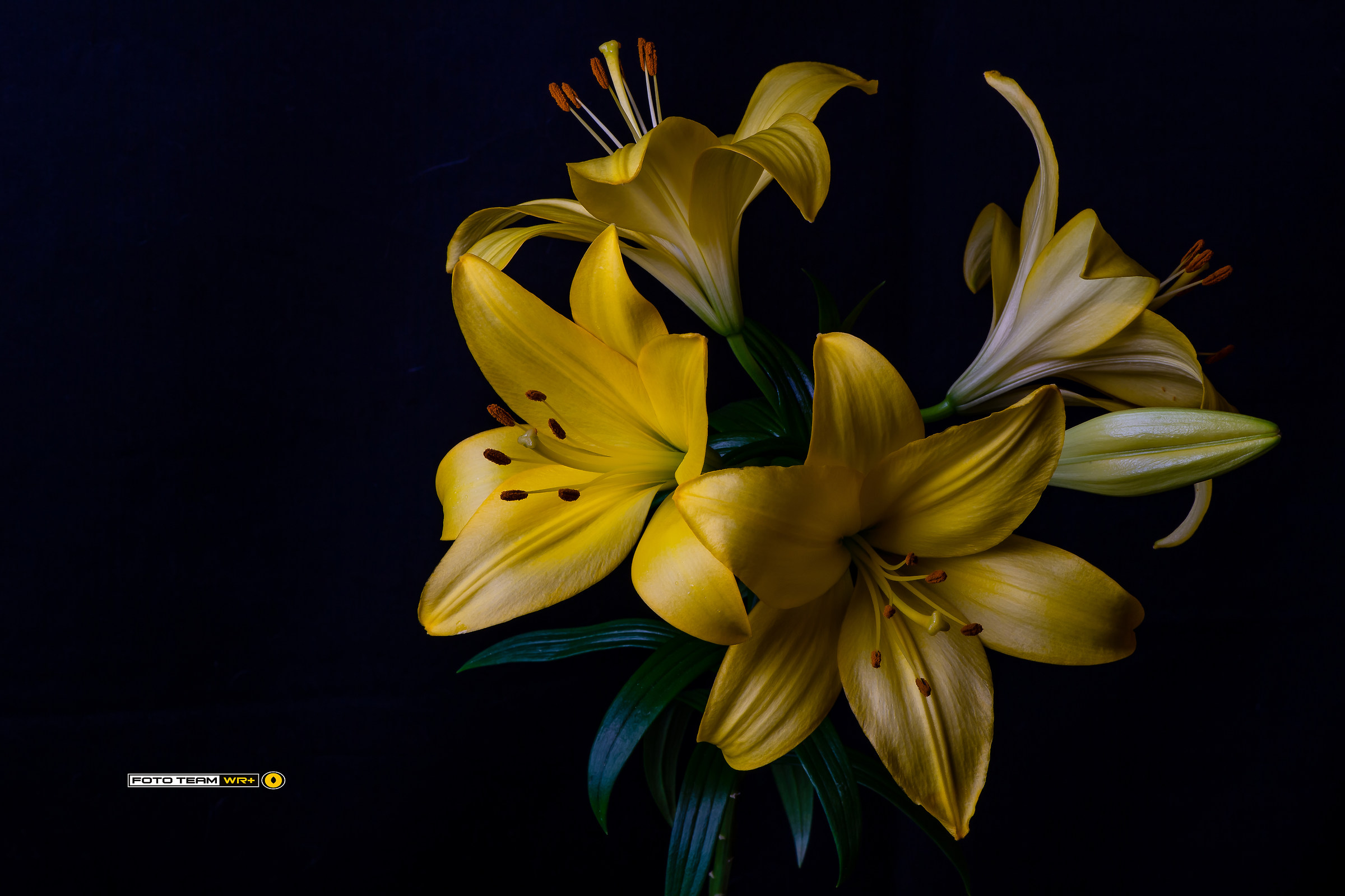 Lilium