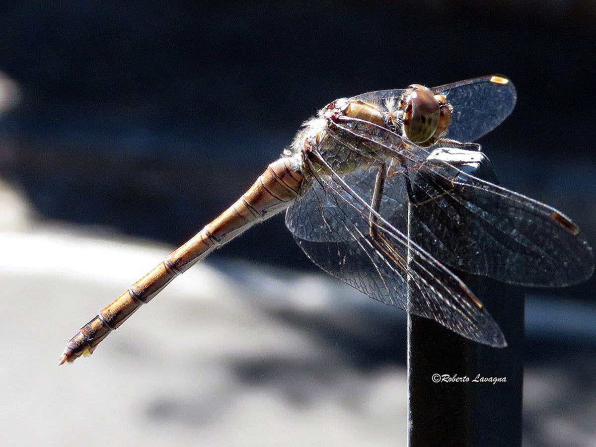 Dragonfly