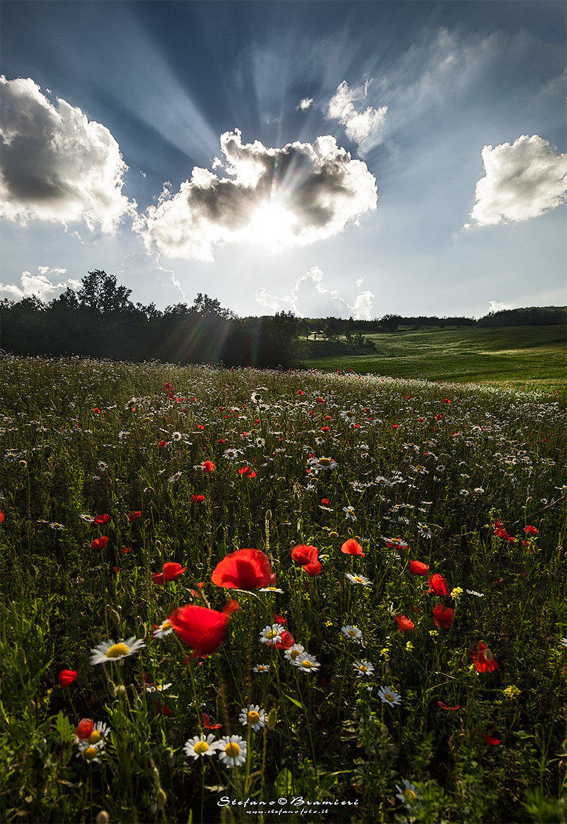 Sunset on a flowered field