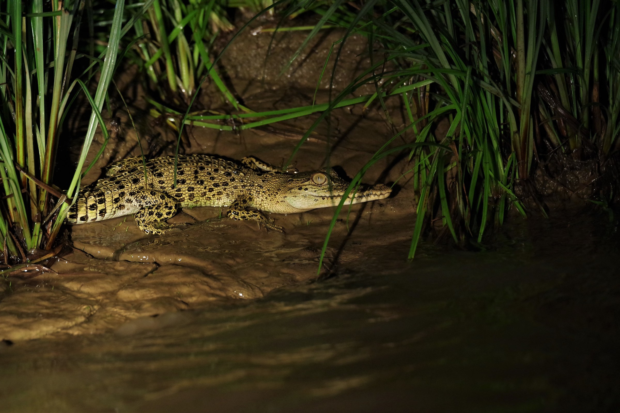 Cucciolo di Coccodrillo di Fiume