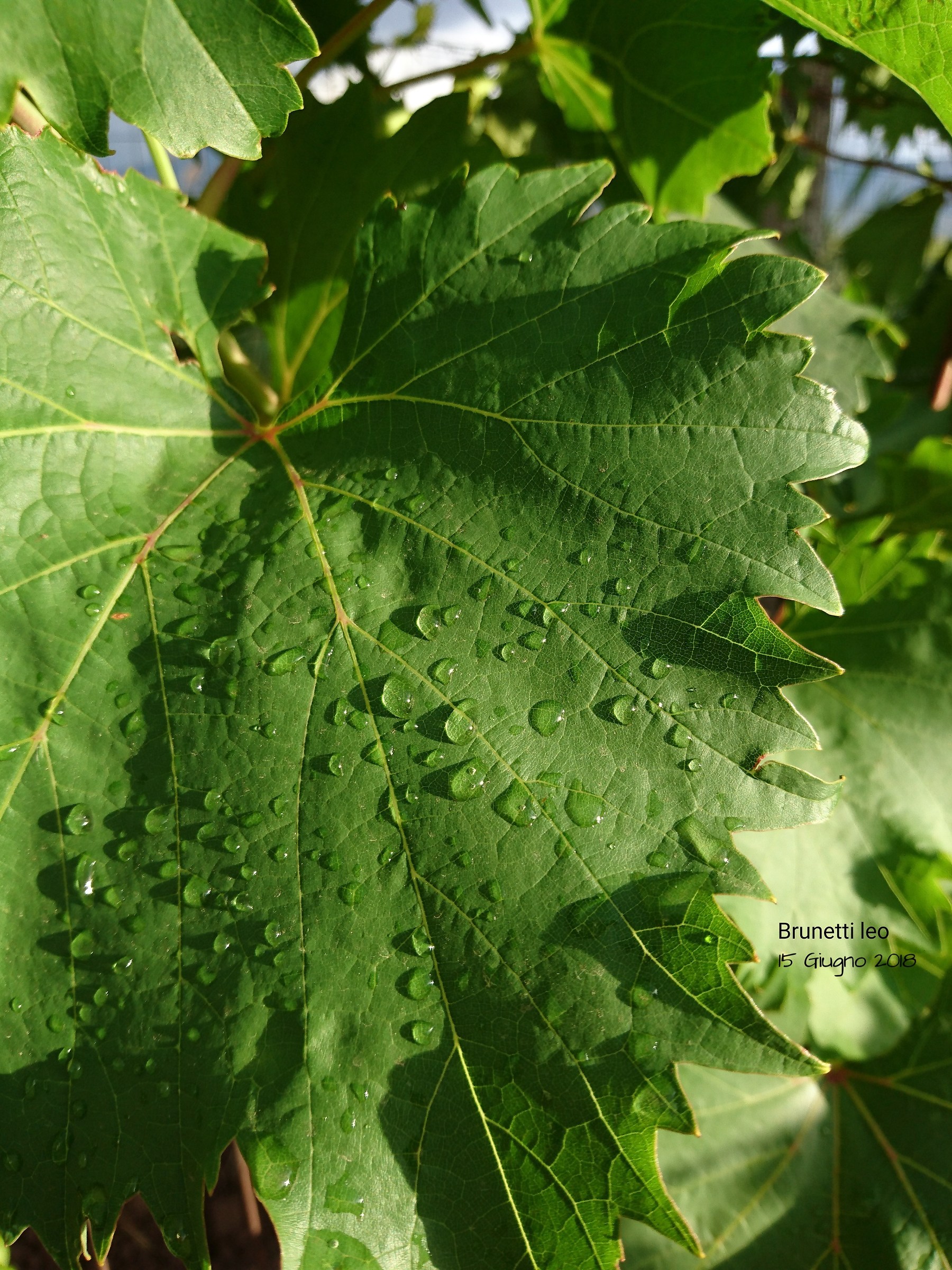 Vine leaves with droplets