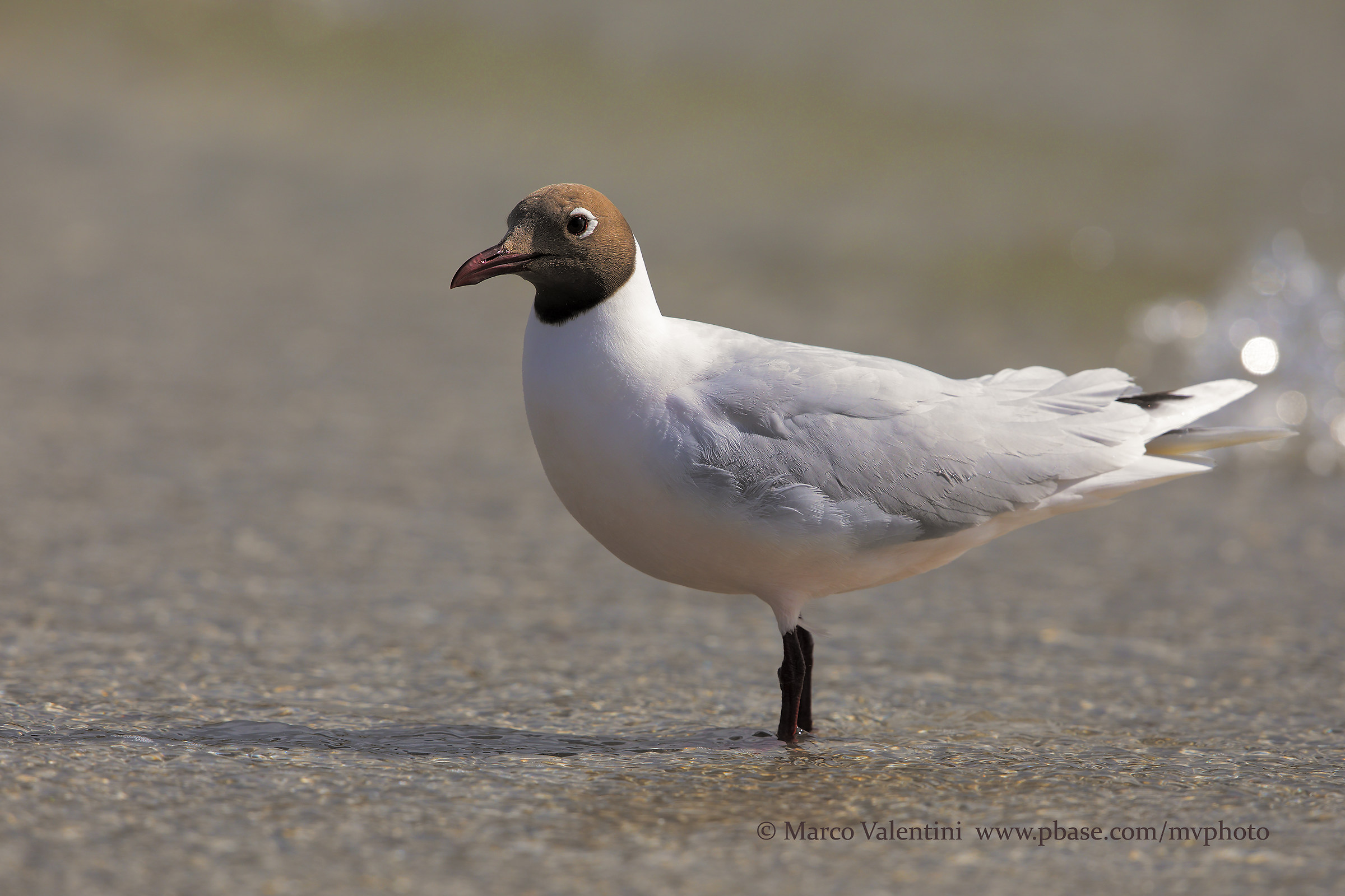 Pink breasted Gull