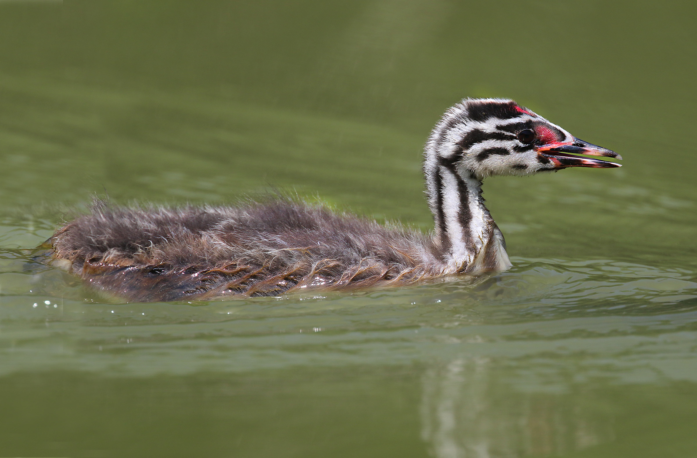 Grebe Little Major