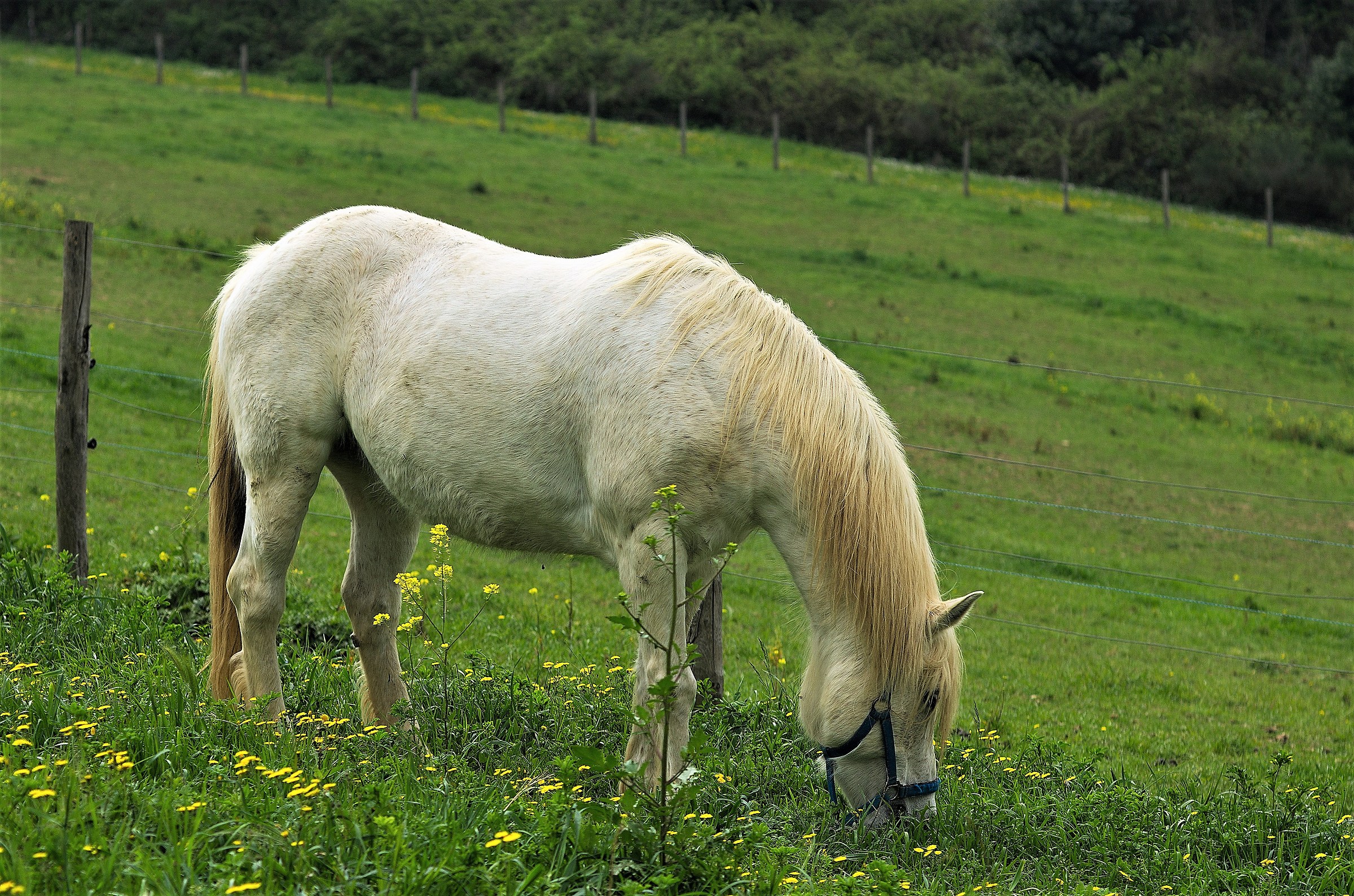 Cavallo al pascolo 2