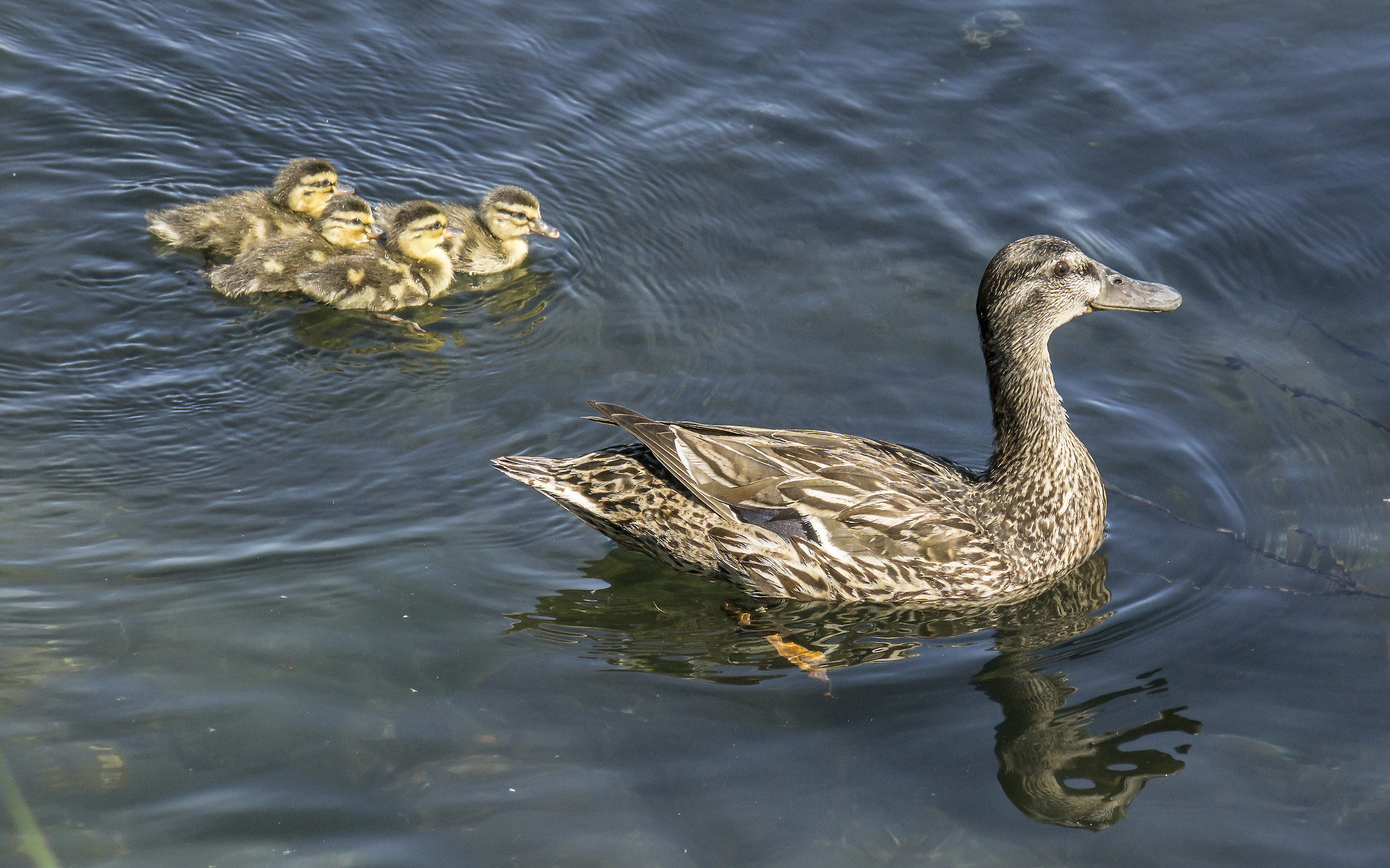 Real Grmano female with four chicks-1
