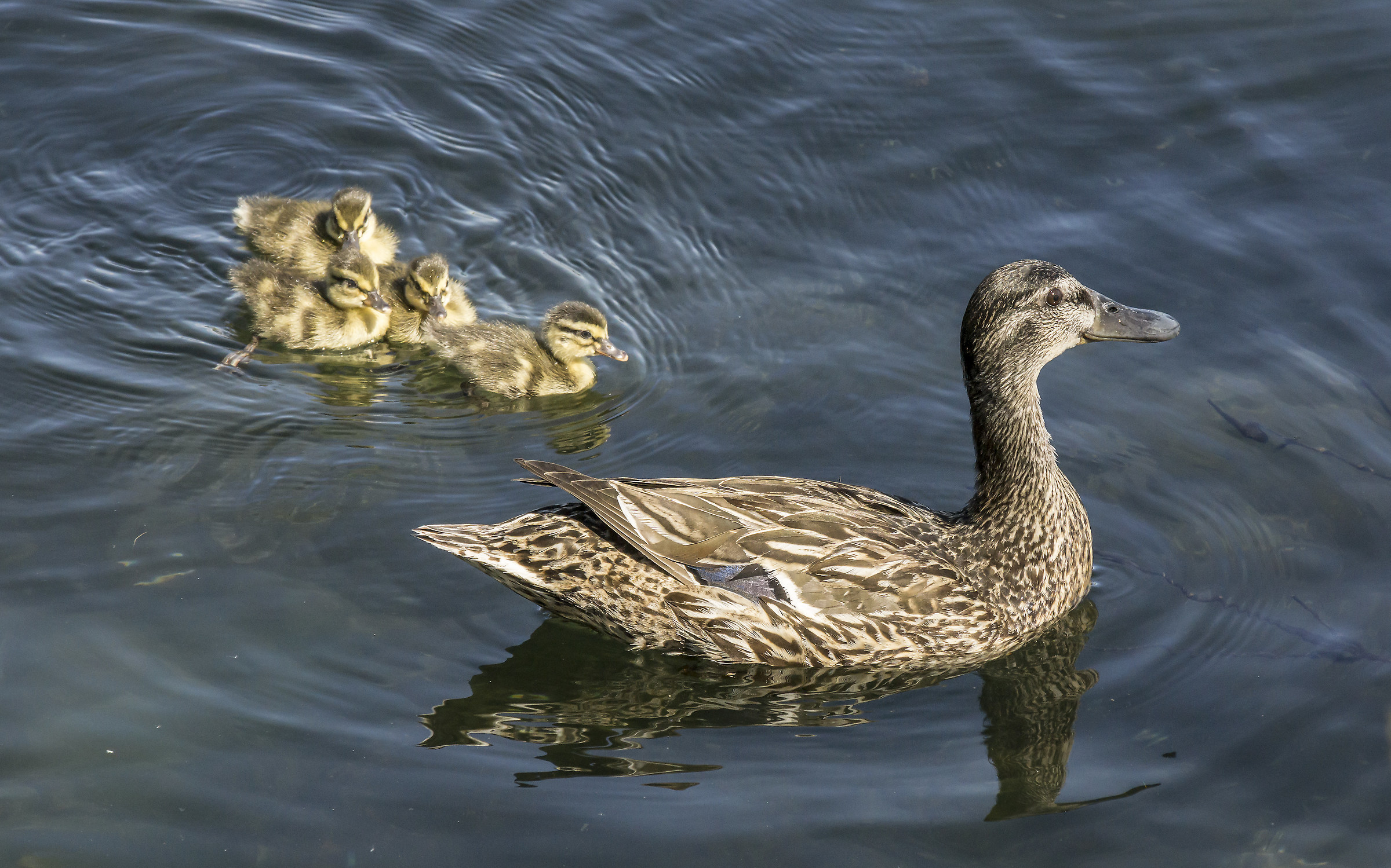 Real Grmano female with four chicks-2