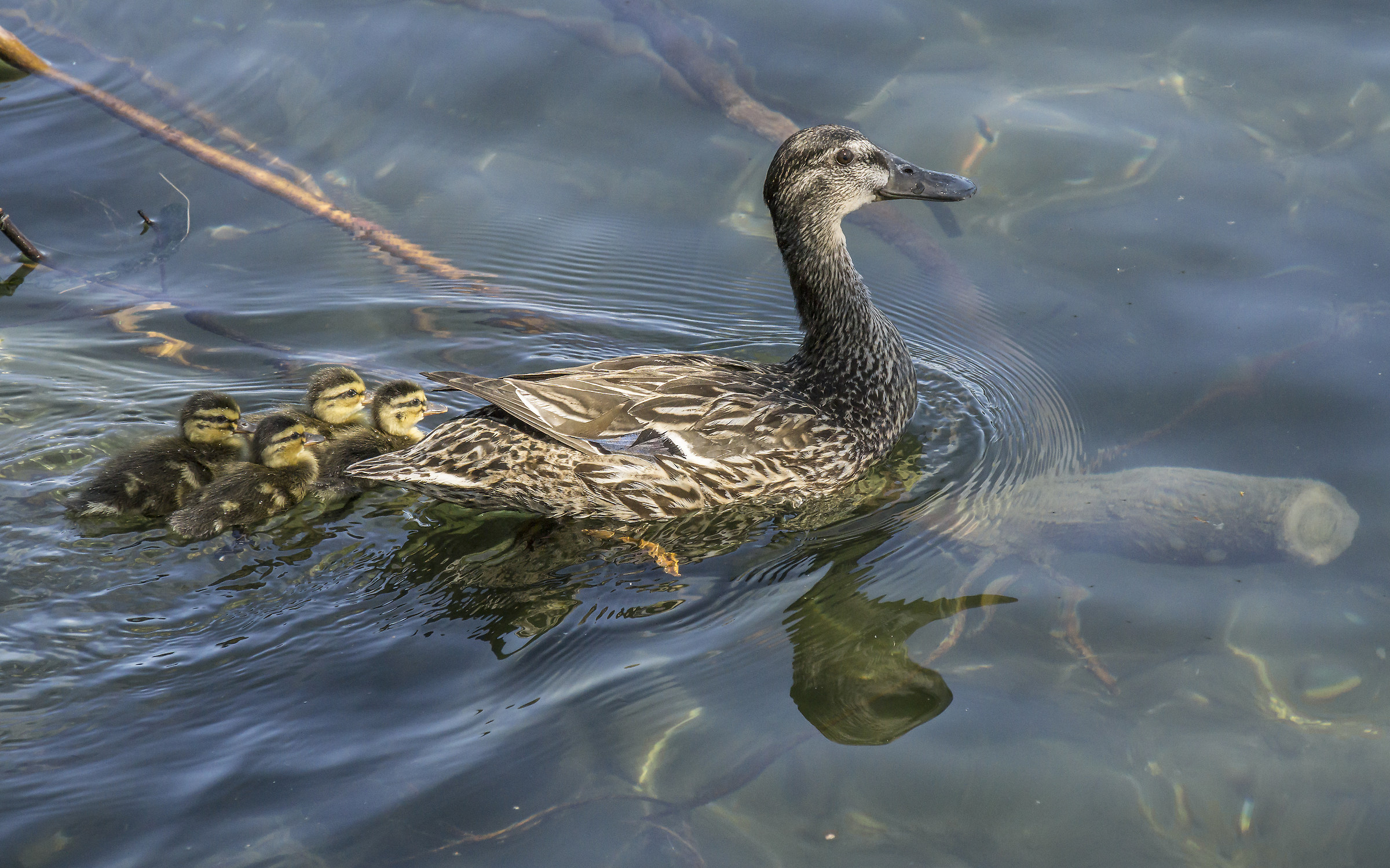 Real Grmano female with four chicks-3