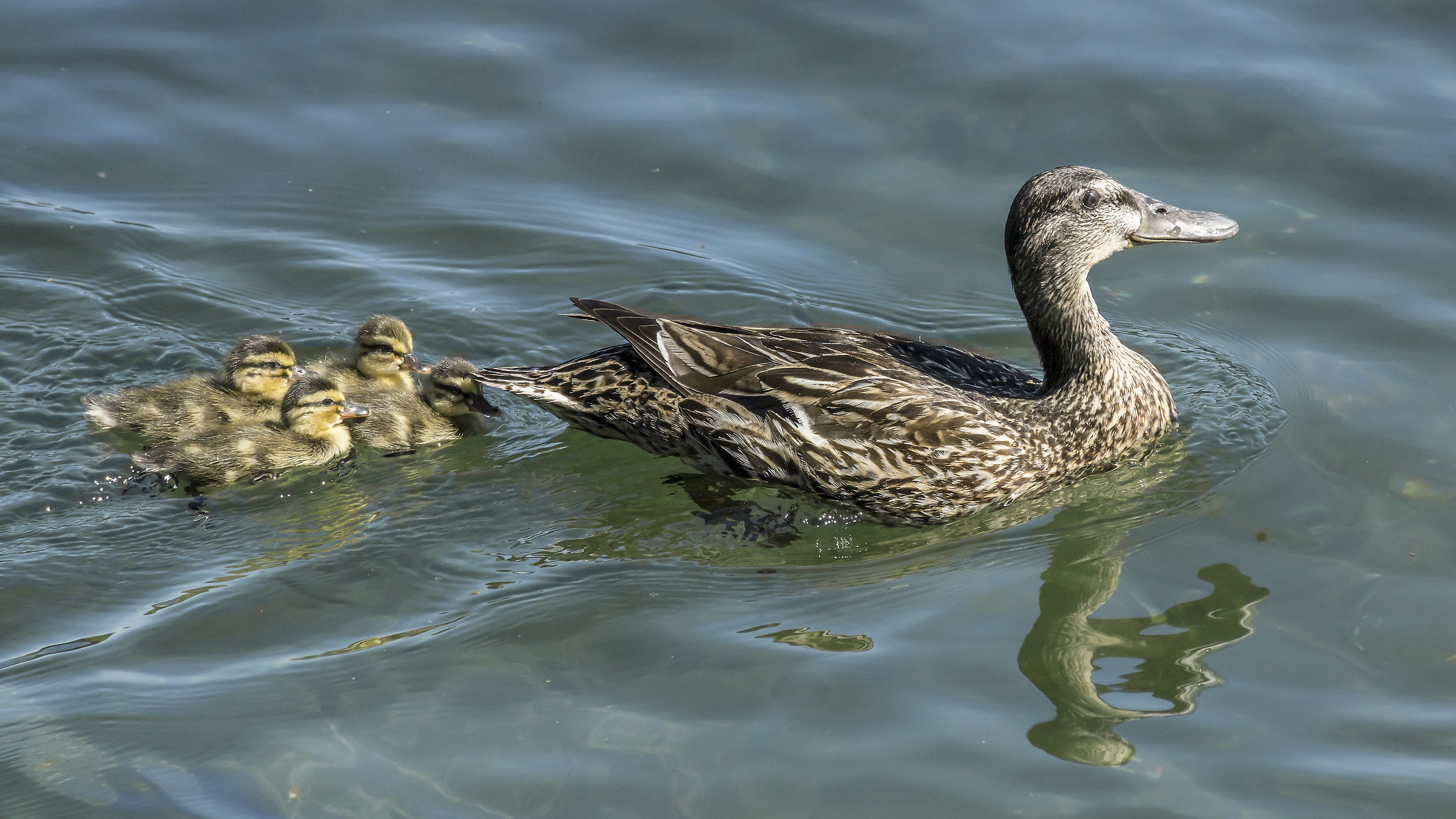Real Grmano female with four chicks-4