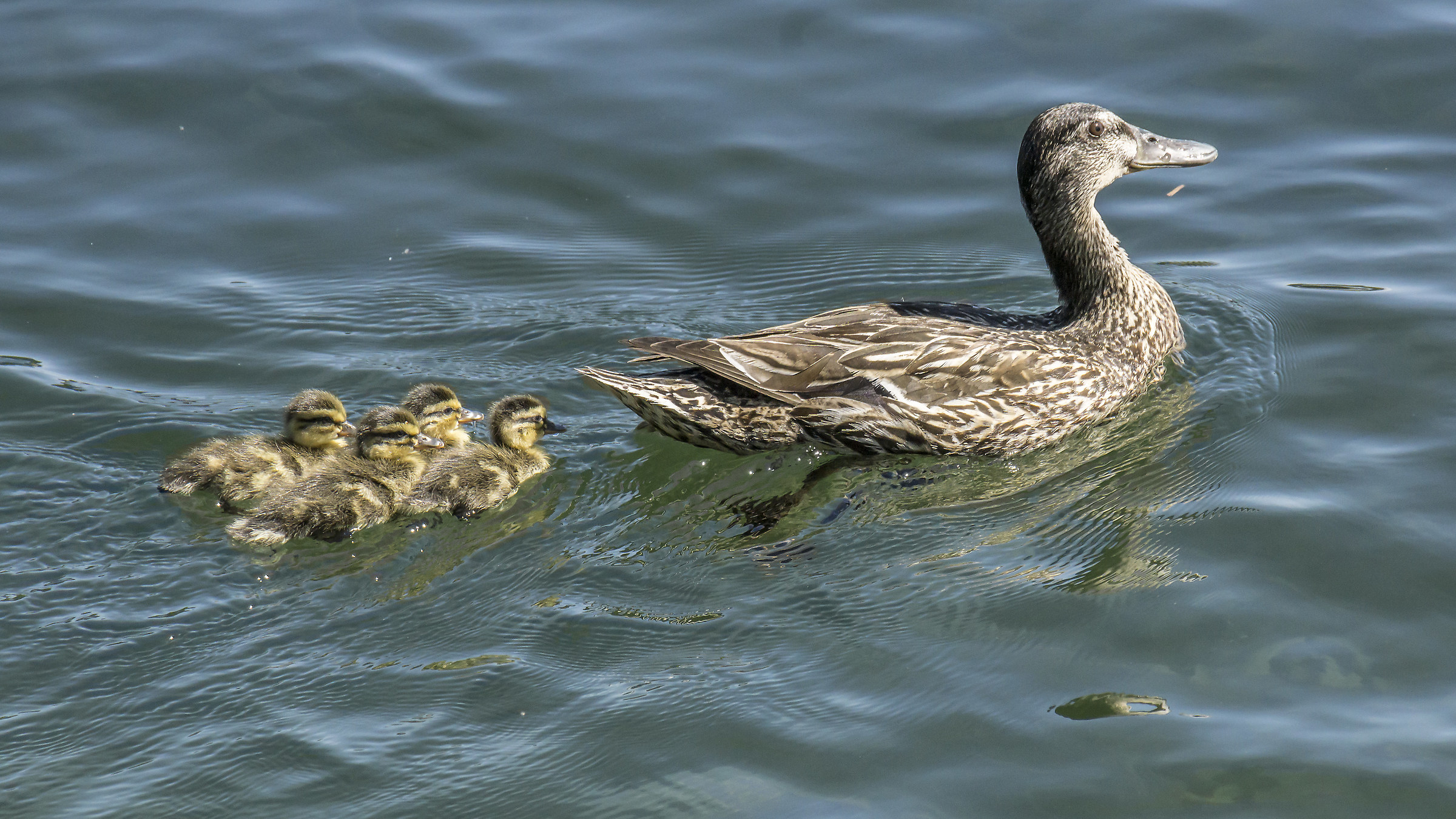 Femmina di germano reale con quattro pulcini - 5